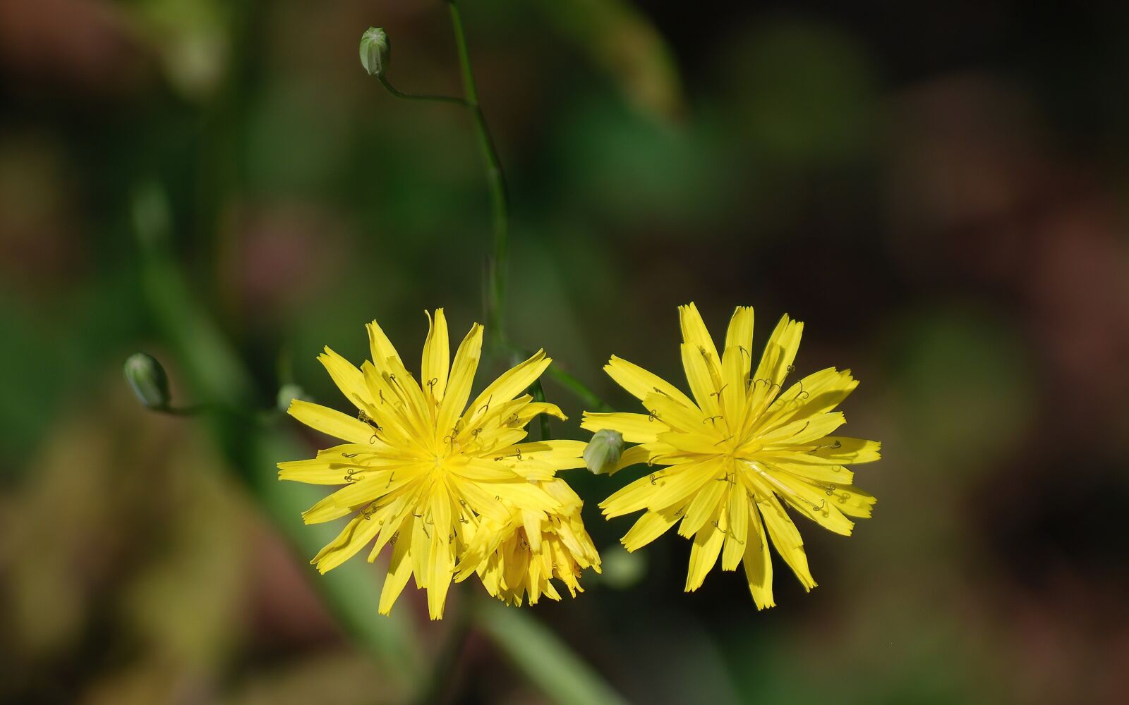 Nikon D40X sample photo. Flowers, small, petals photography