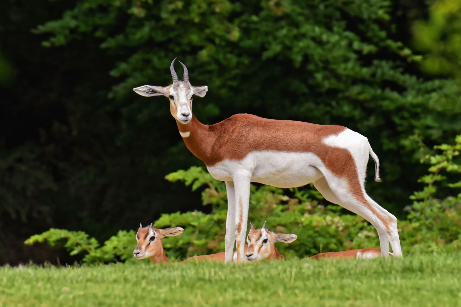 Nikon D7200 sample photo. Gazelles, wild animals, pair photography