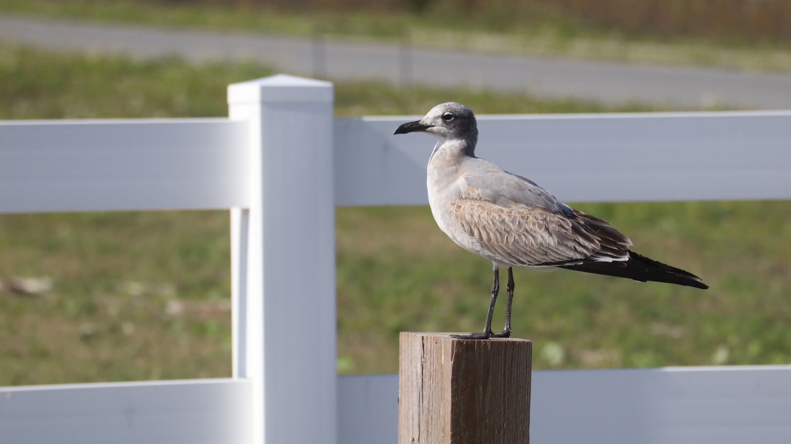 Canon EF-M 55-200mm F4.5-6.3 IS STM sample photo. Seagull standing, seagull on photography