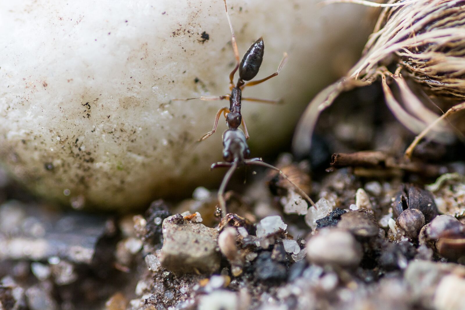 Nikon D7100 sample photo. Ant, biology, stone photography