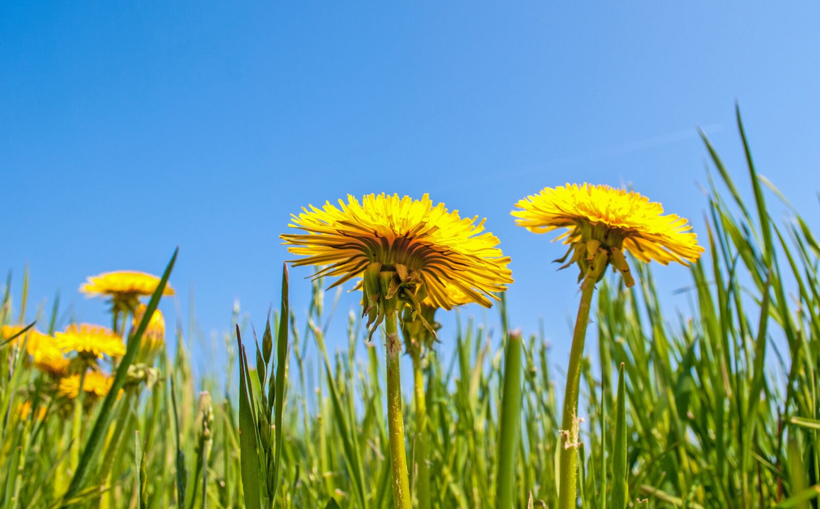 Nikon D60 sample photo. Dandelion, flowers, yellow flowers photography