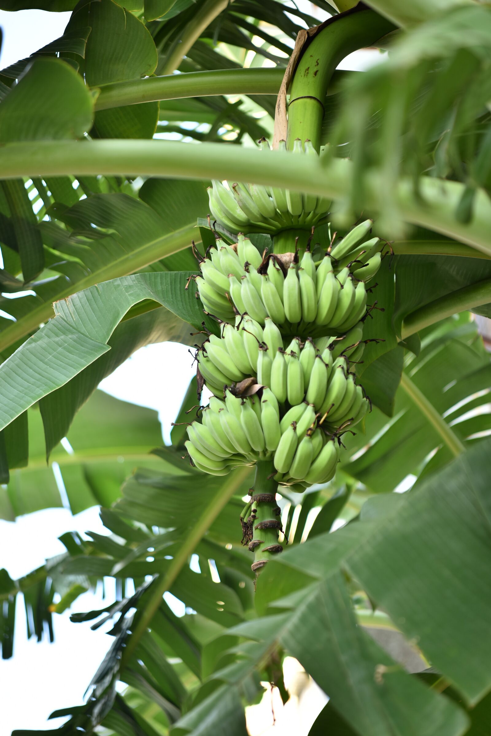 Nikon D810 sample photo. "Banana, green, fruit" photography