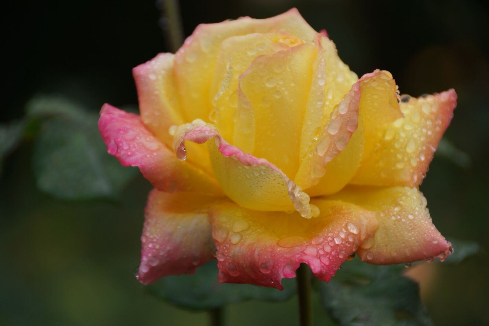 Sony DT 18-250mm F3.5-6.3 sample photo. Rose, petals, yellow photography