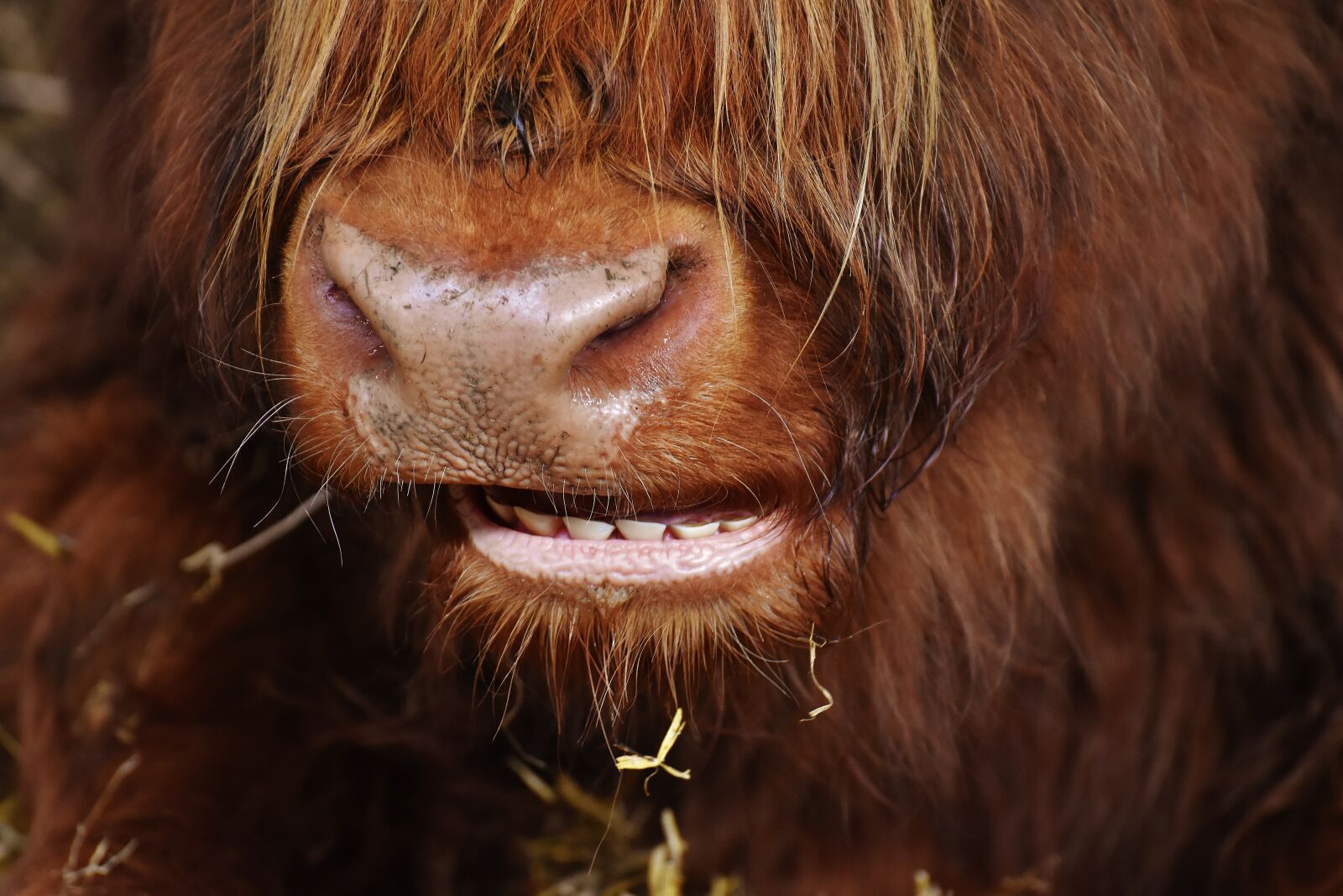 Nikon D7200 sample photo. Highland beef, head, chew photography