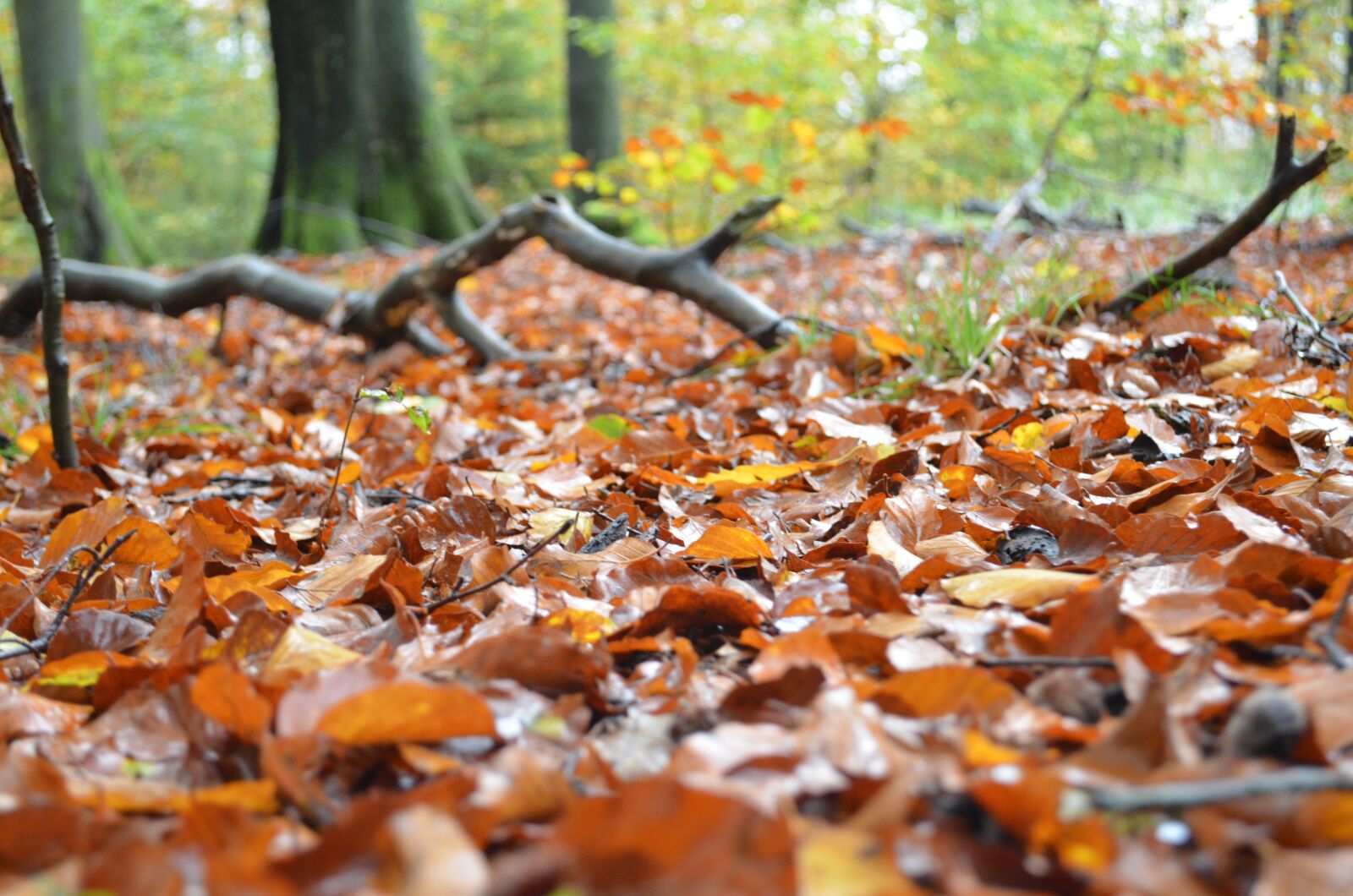 Nikon D5100 sample photo. Forest, autumn, leaves photography