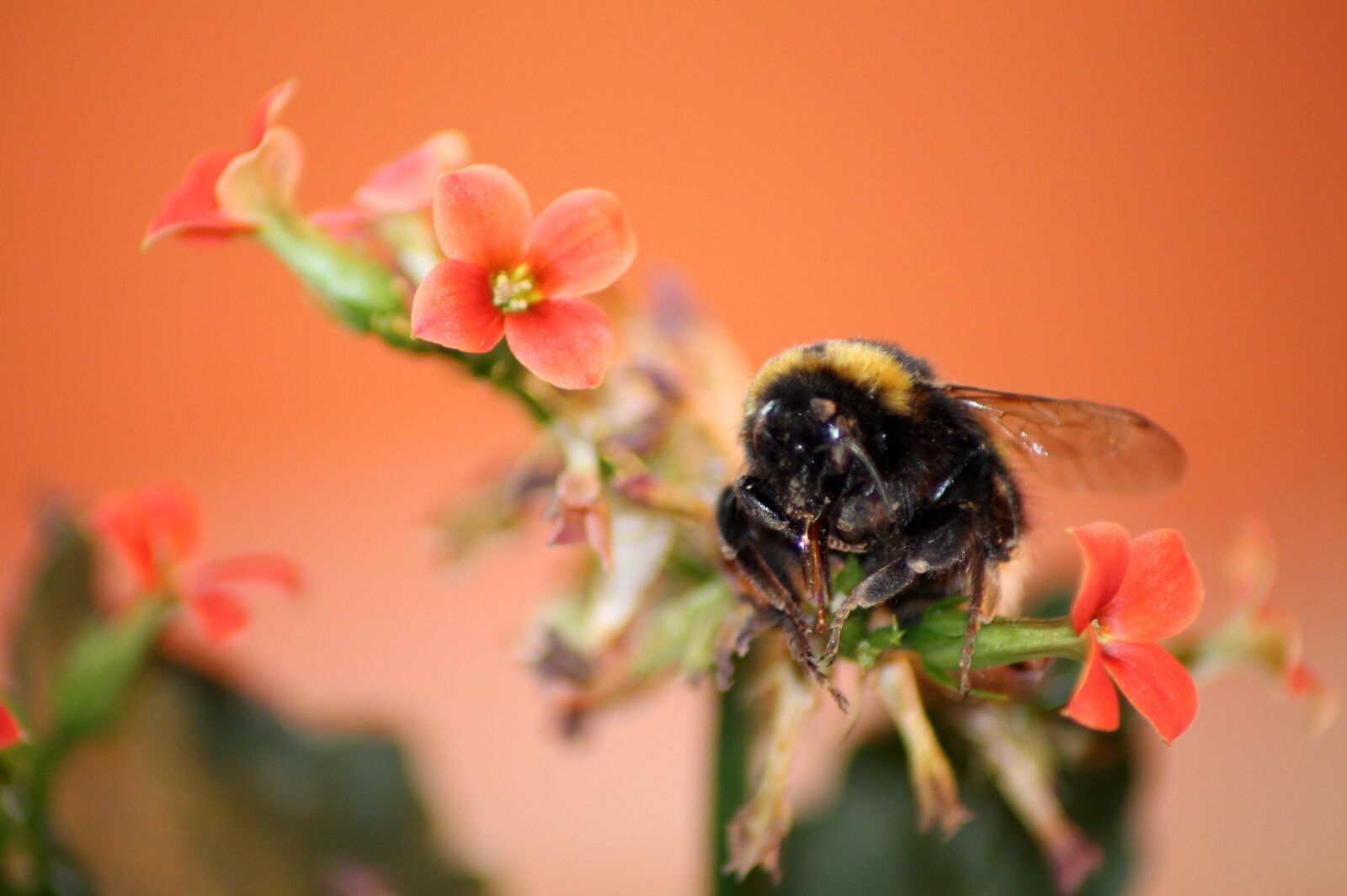 Canon EOS 1100D (EOS Rebel T3 / EOS Kiss X50) sample photo. Hummel, flower, insect photography