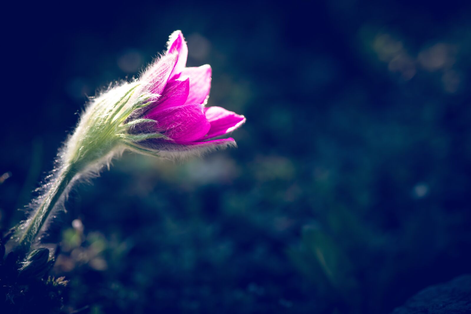 Nikon D750 sample photo. Anemone, flower, blossom photography