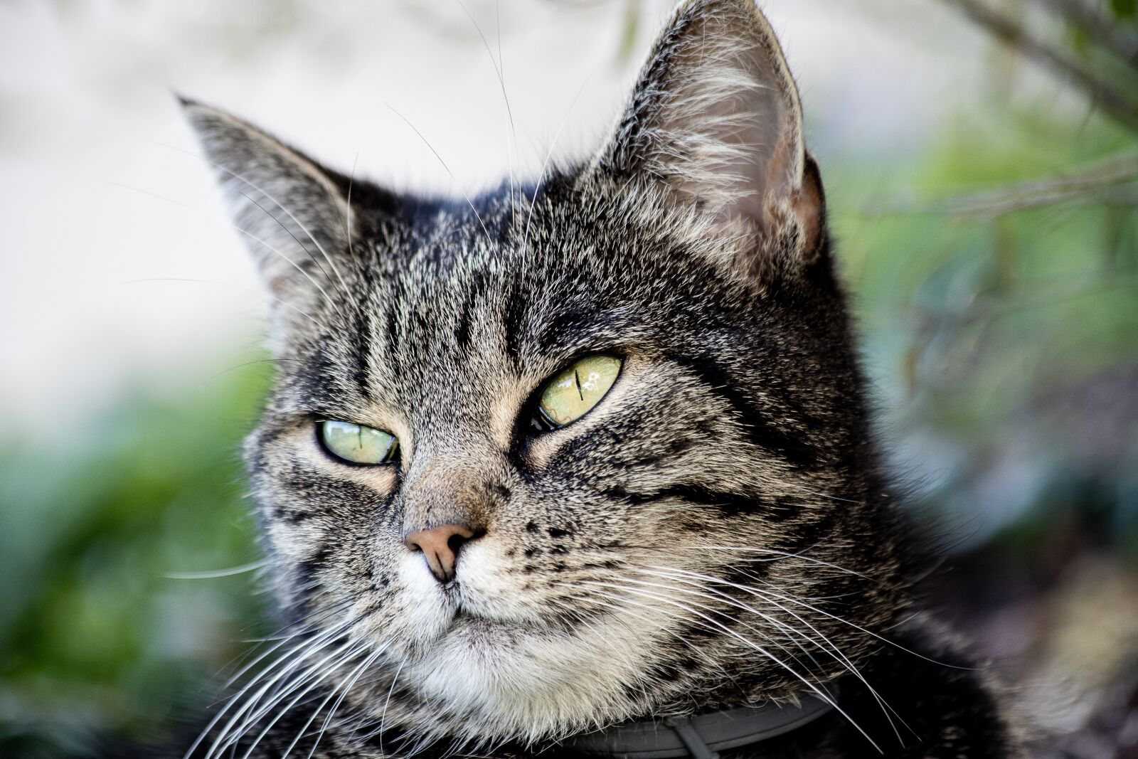 Canon EF 70-300mm F4-5.6 IS USM sample photo. Cat, mammal, animal photography