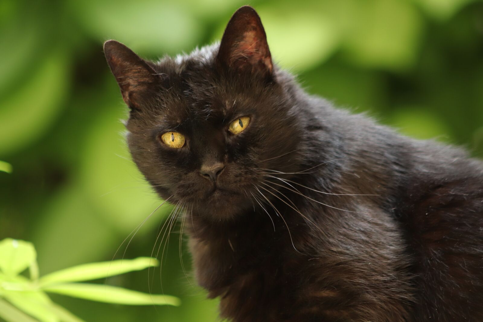 Canon EOS 800D (EOS Rebel T7i / EOS Kiss X9i) sample photo. Cat, black, domestic cat photography
