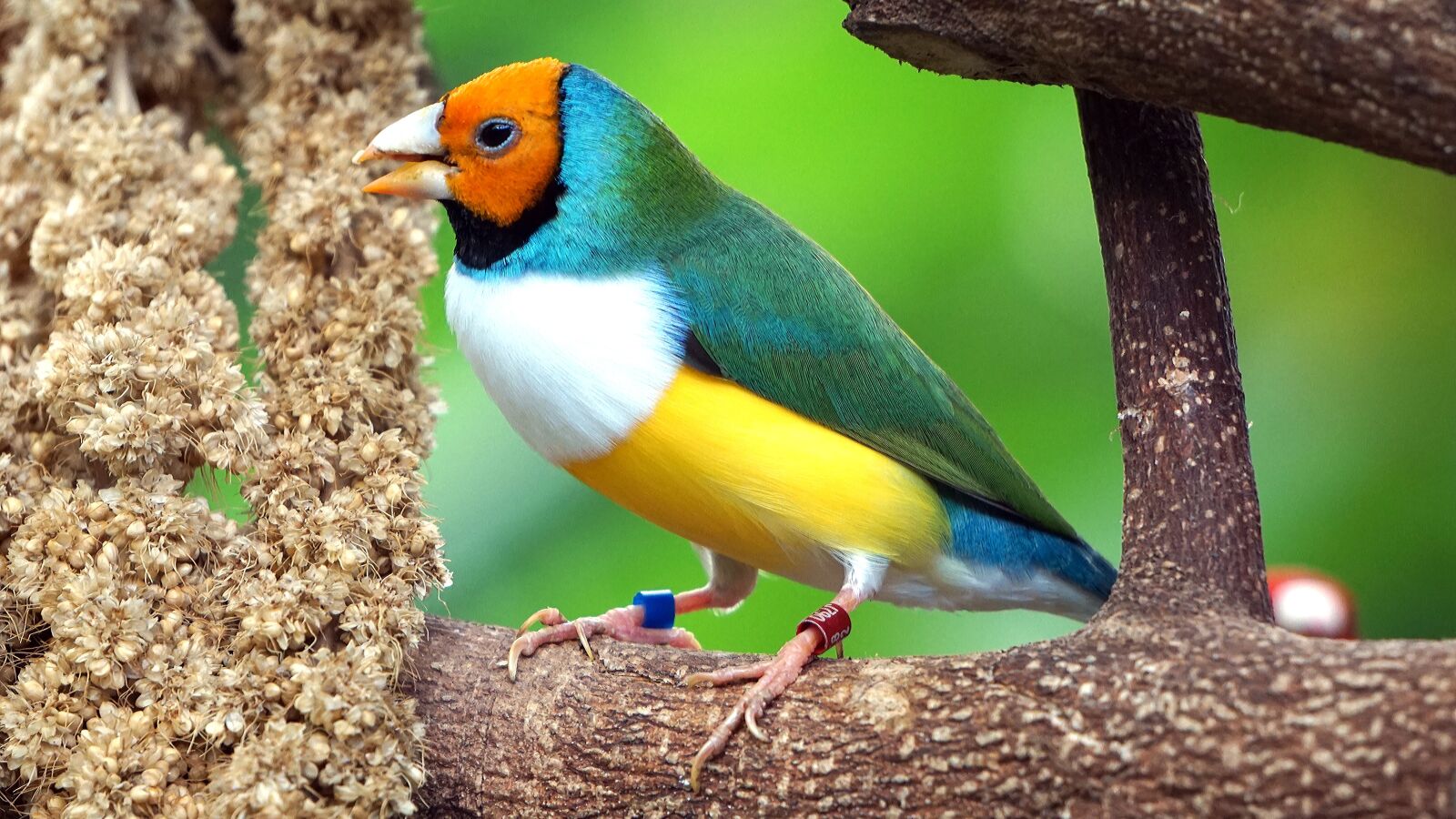 Sony E 55-210mm F4.5-6.3 OSS sample photo. Erytrura, gouldiae, gouldian photography