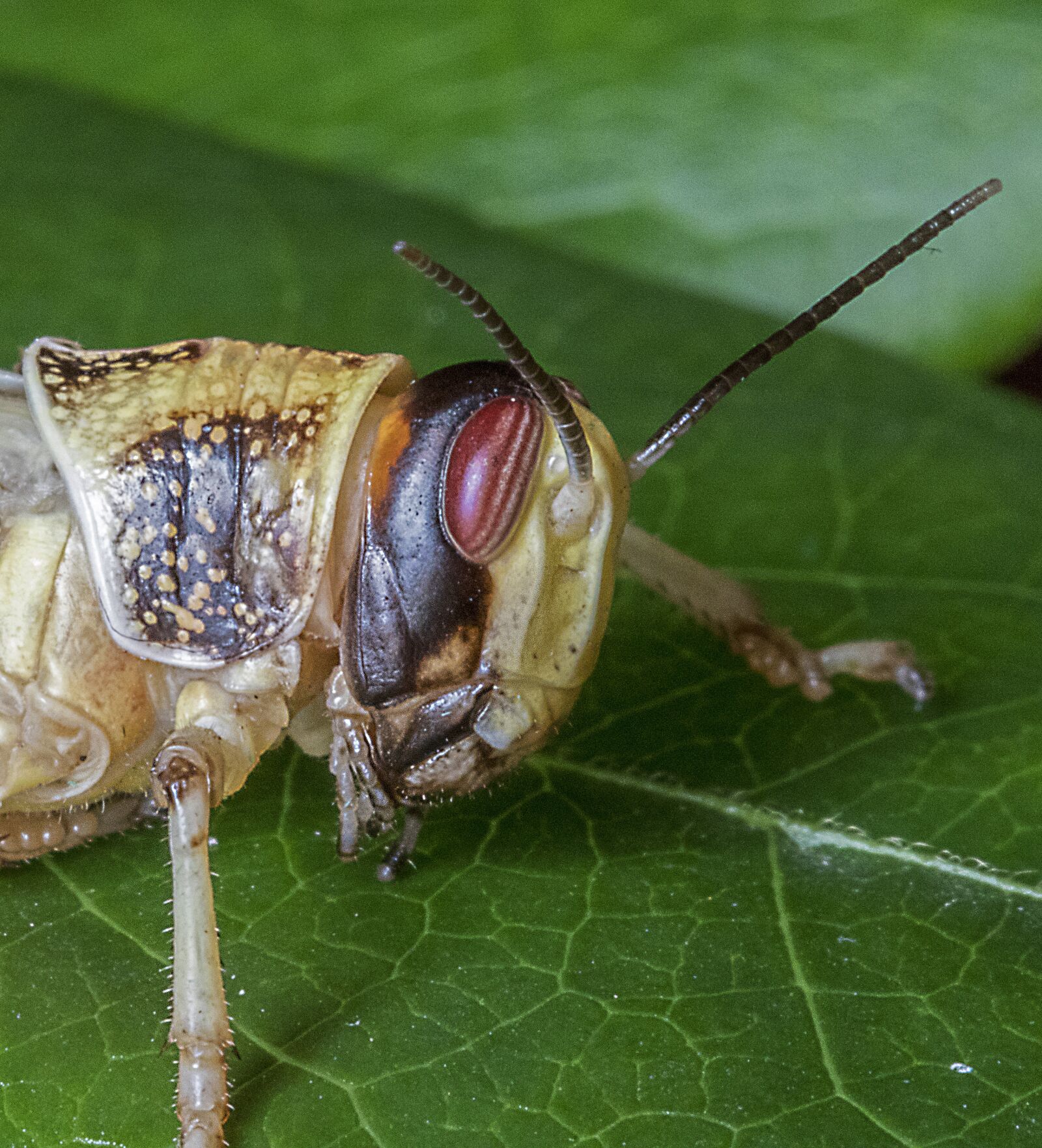 Canon EF 100mm F2.8L Macro IS USM sample photo. Desert-locust, wings, insect photography