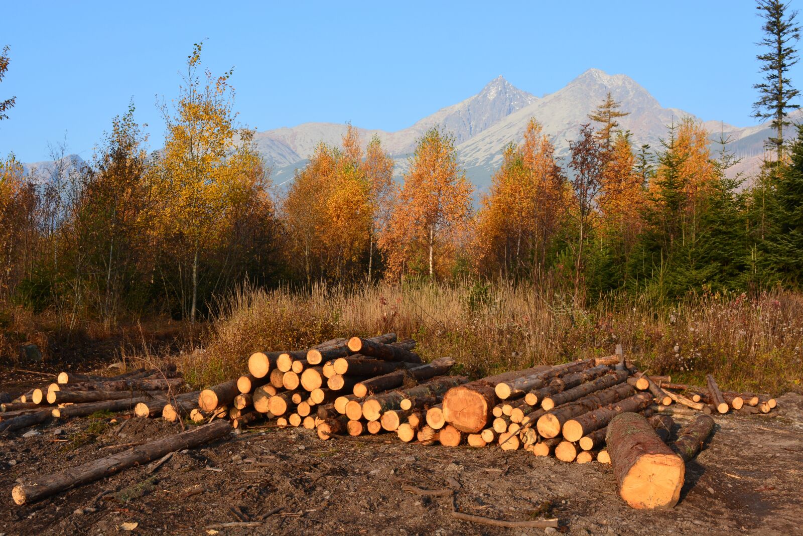 Nikon D5200 sample photo. Logs, wood, cut photography