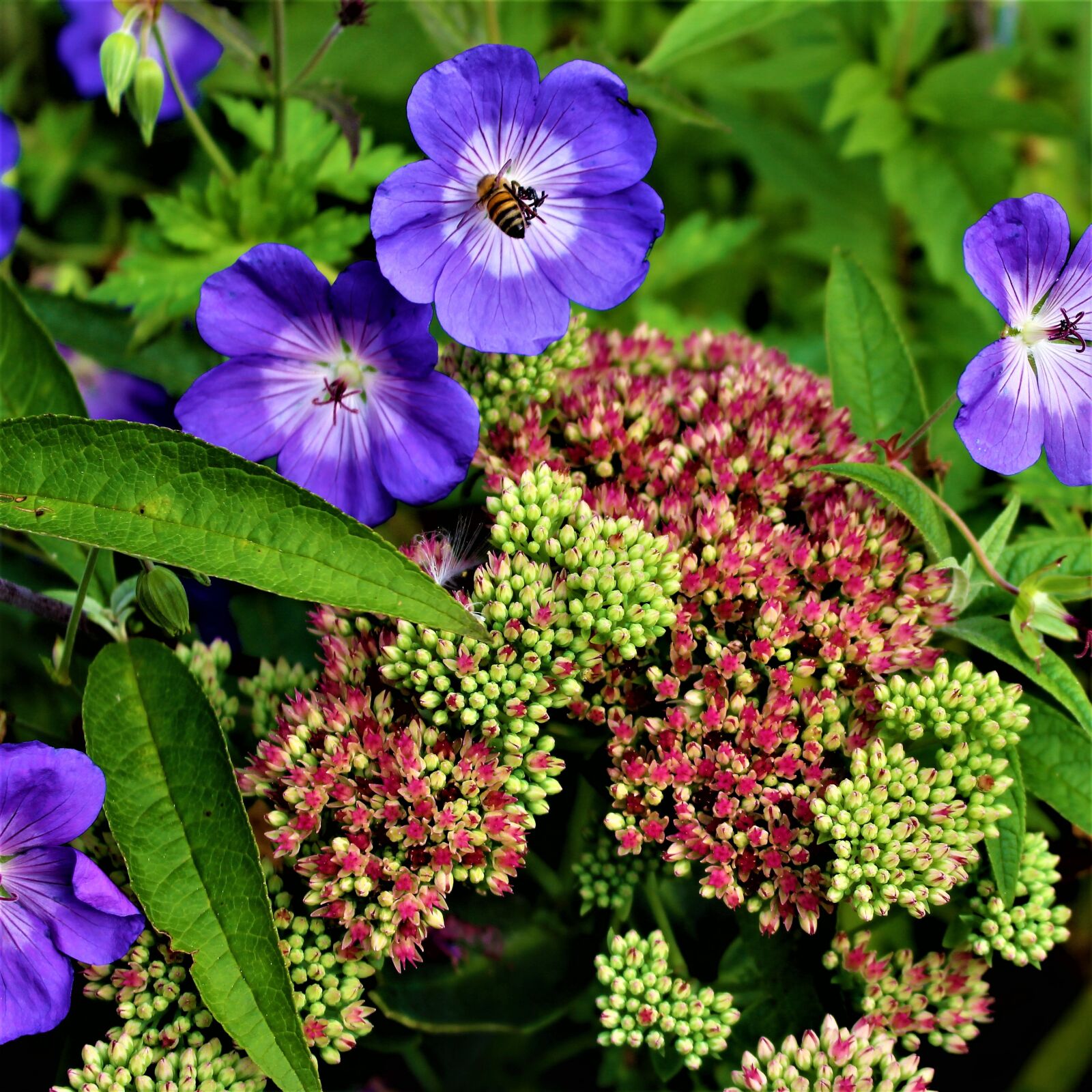 Canon EOS 700D (EOS Rebel T5i / EOS Kiss X7i) sample photo. Flowers, autumn, garden photography
