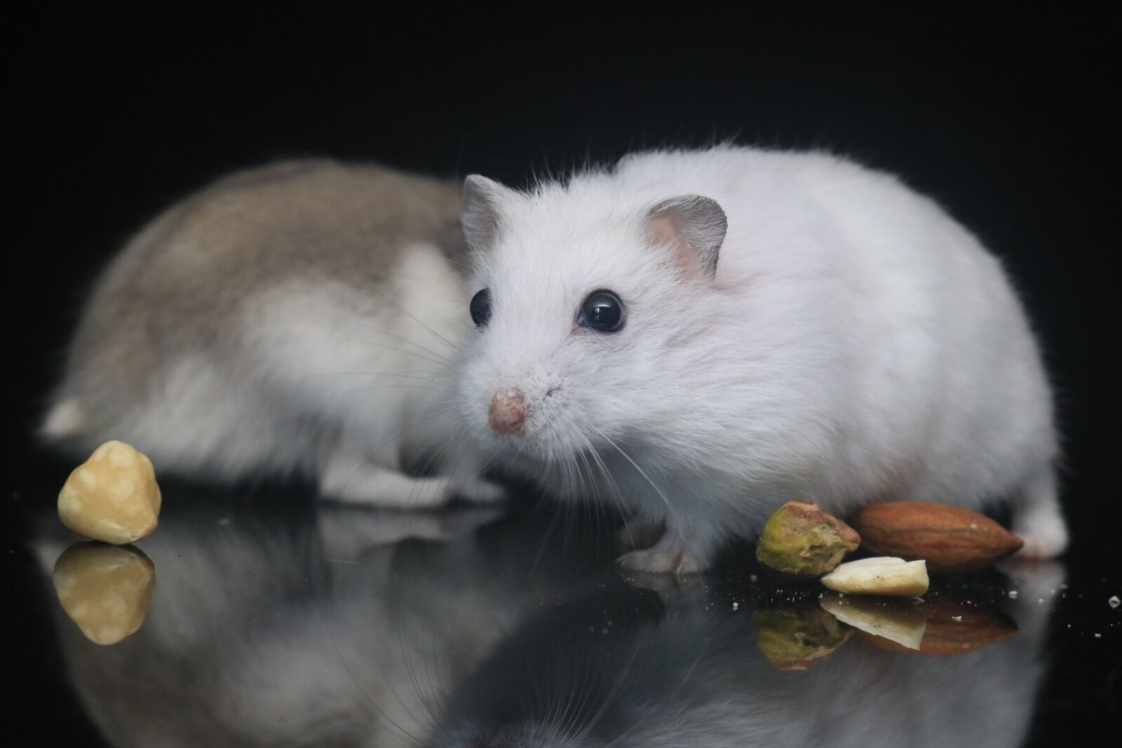 Canon EOS 70D sample photo. Hamster, pets, small animals photography