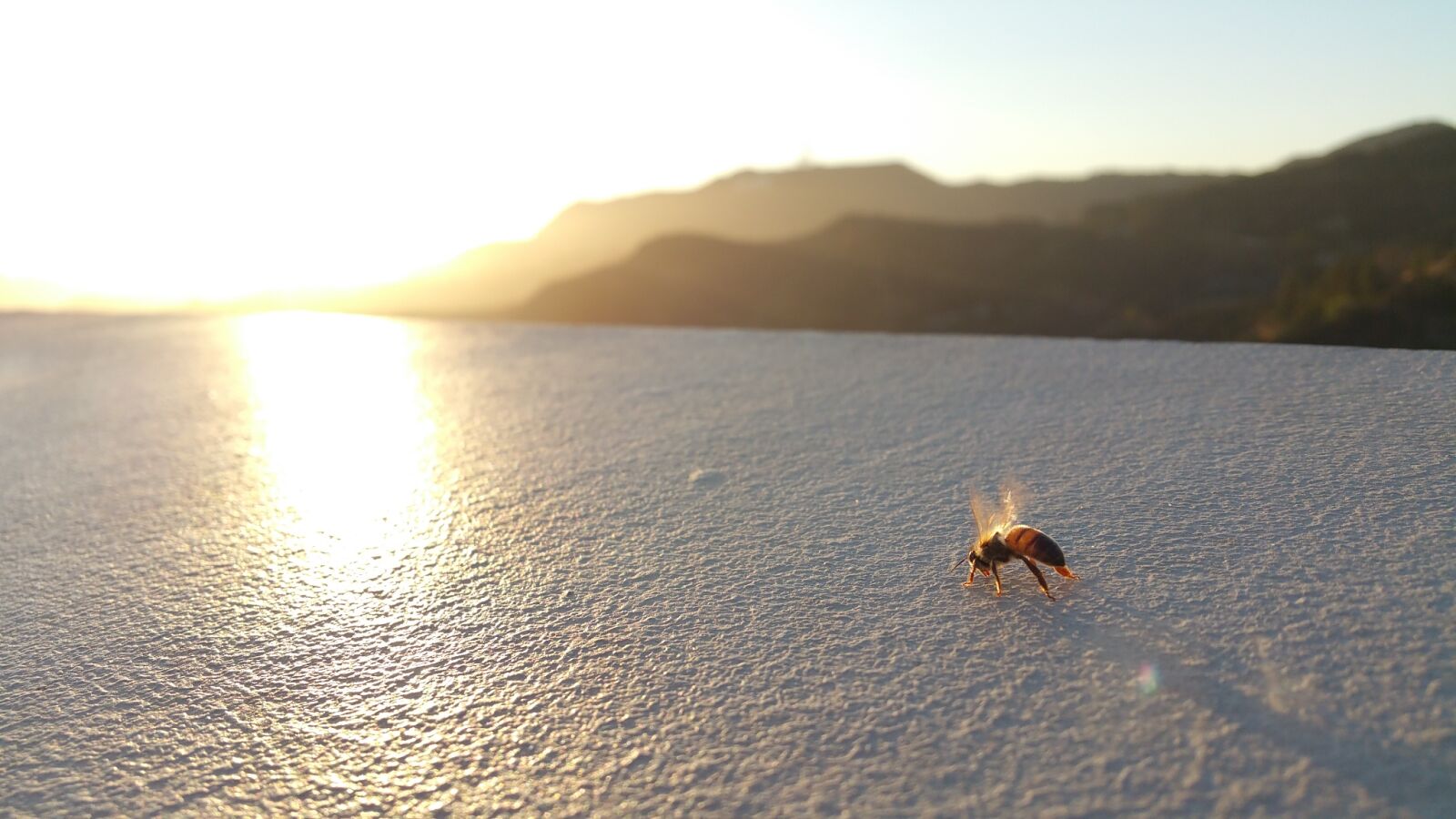 Samsung Galaxy Note4 sample photo. Bee, bug, insect, mountain photography