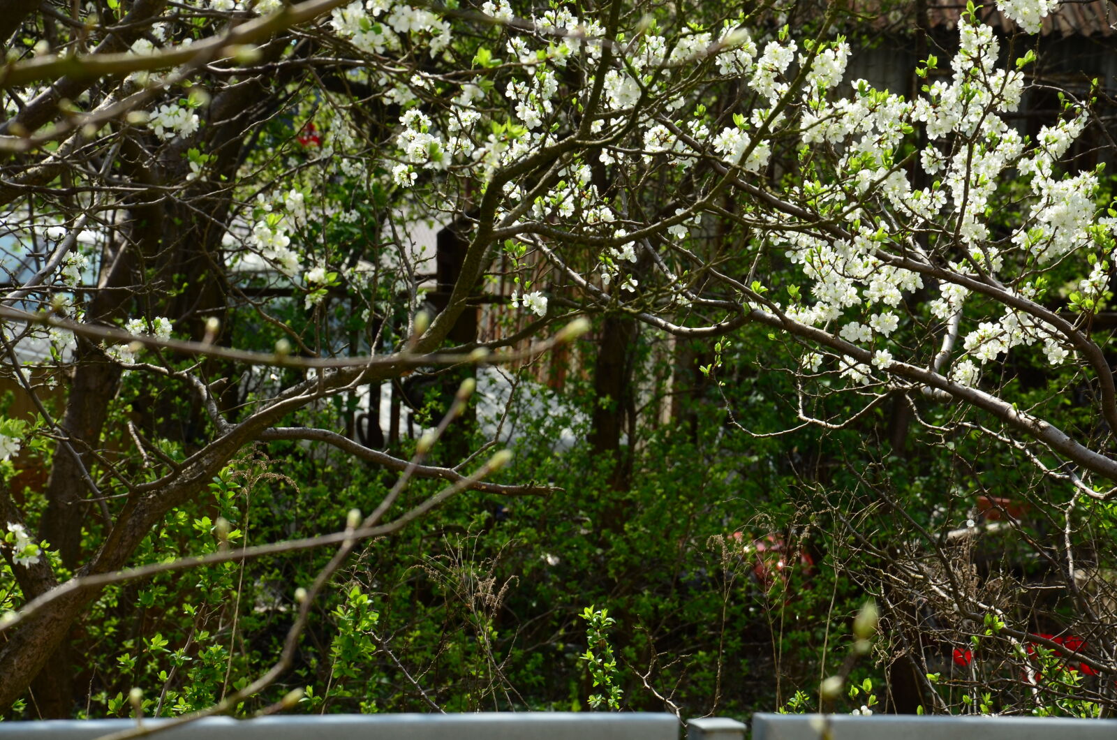 Nikon D5100 sample photo