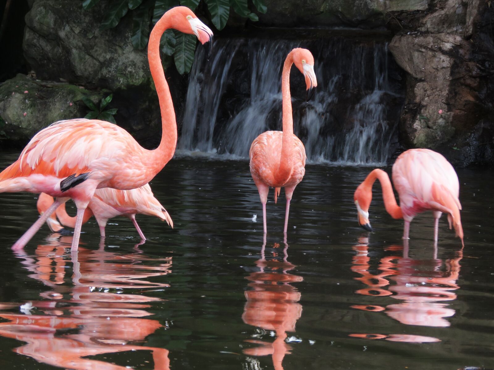Canon PowerShot SX60 HS sample photo. Flamingo, water birds, exotic photography