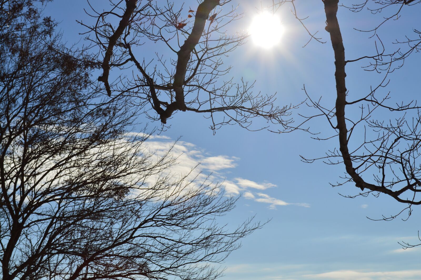 Nikon D3200 sample photo. Sky, sun, trees photography