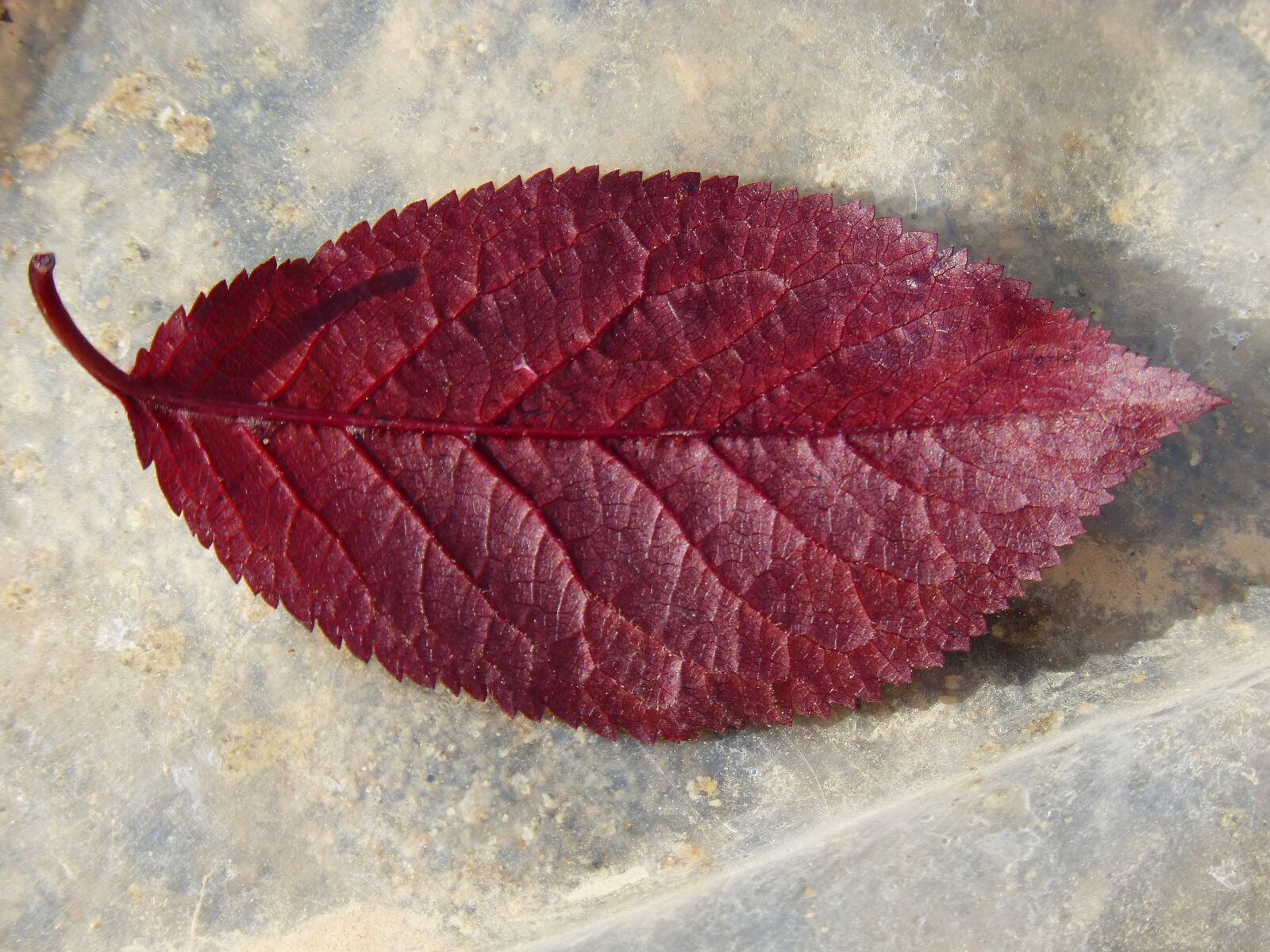 Panasonic DMC-FZ62 sample photo. Plum leaf, red leaf photography