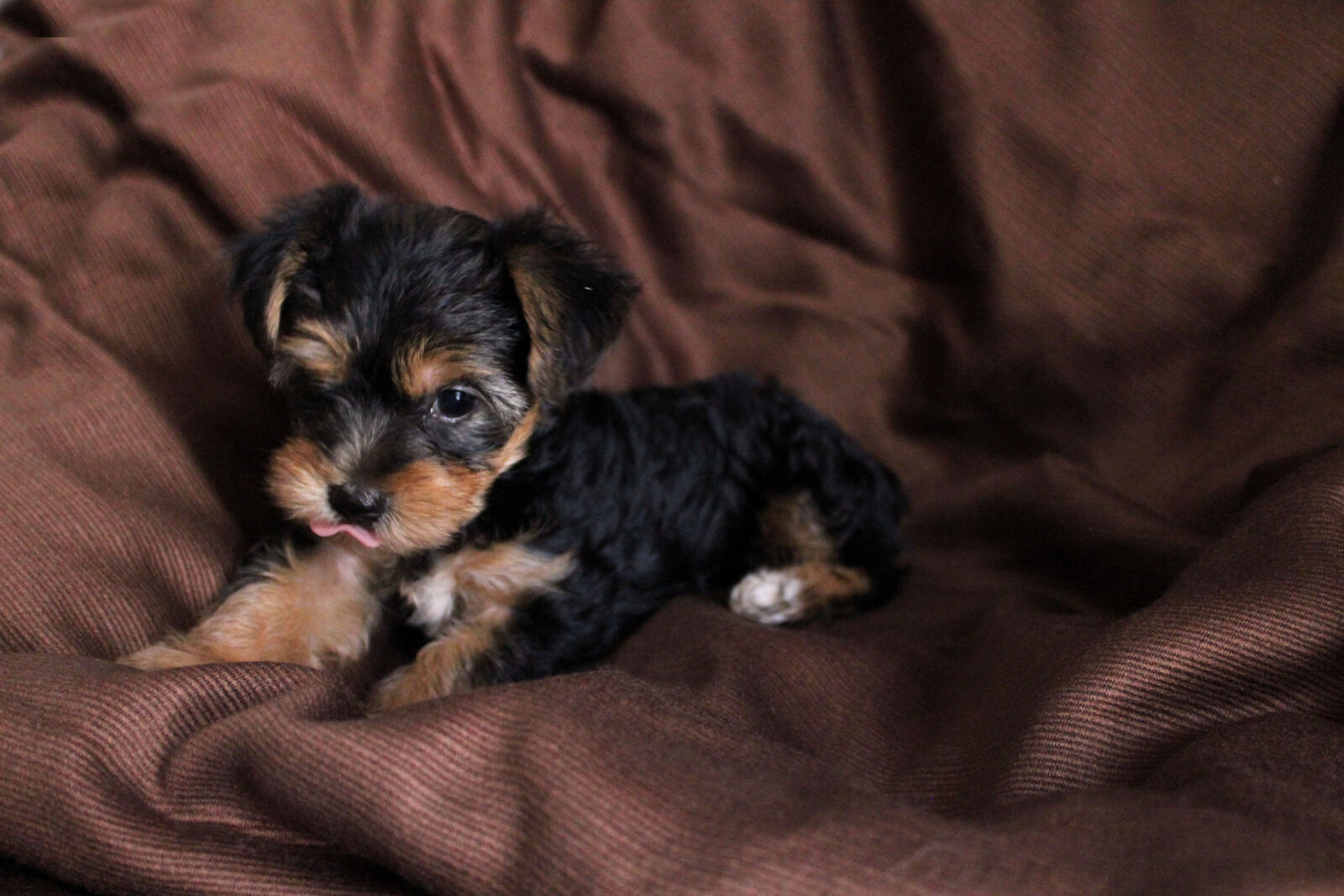 Canon EOS 600D (Rebel EOS T3i / EOS Kiss X5) sample photo. Cachorros, hembra, puppy, yorkshire photography