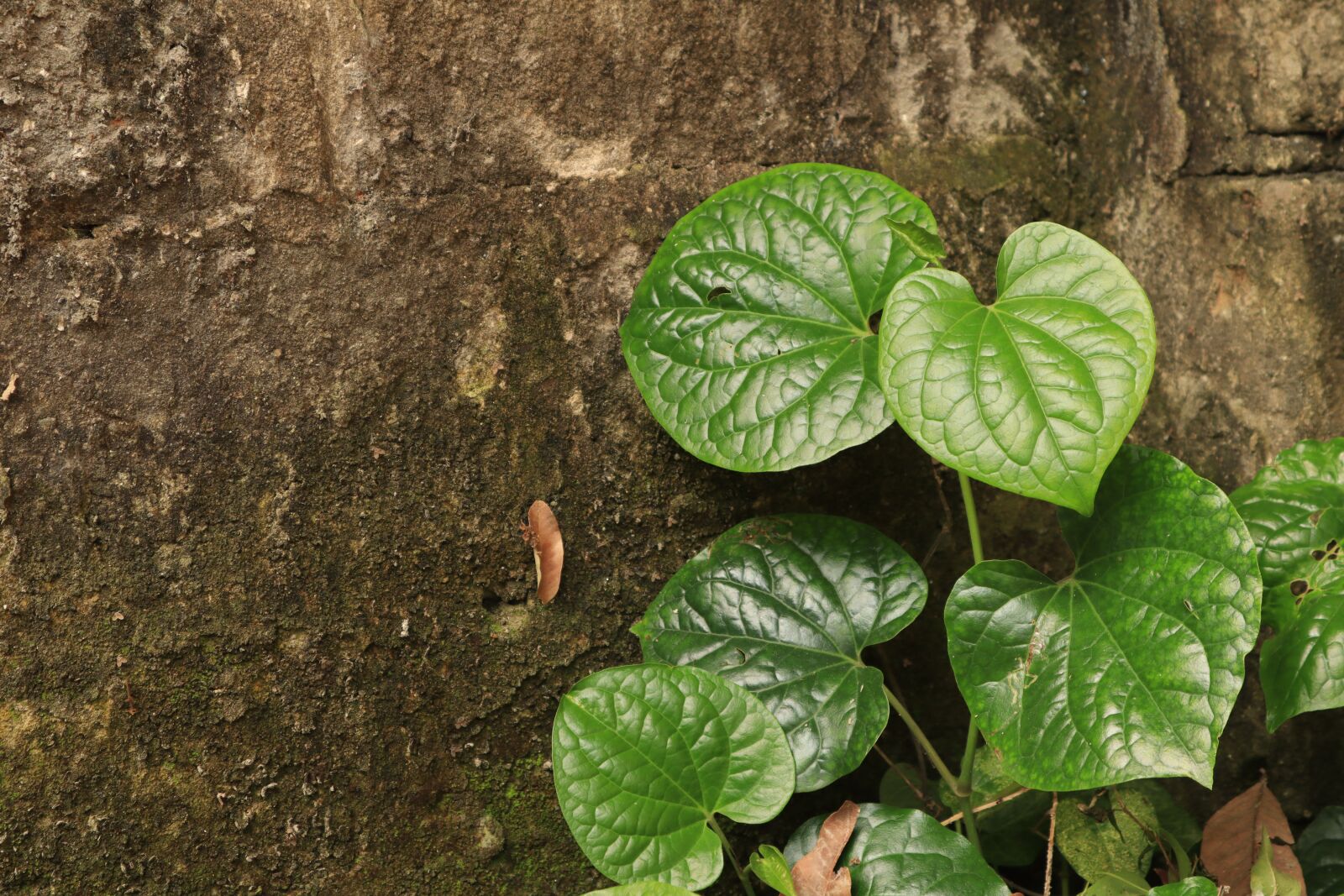 Canon EOS M50 (EOS Kiss M) sample photo. Wall, tree, the leaves photography