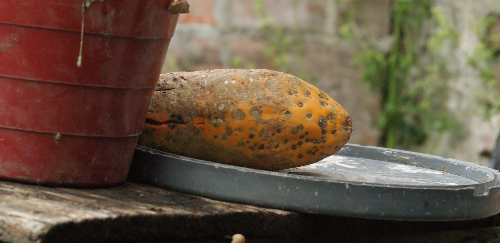 Sony Alpha DSLR-A390 sample photo. Nature, fruit, papaya photography