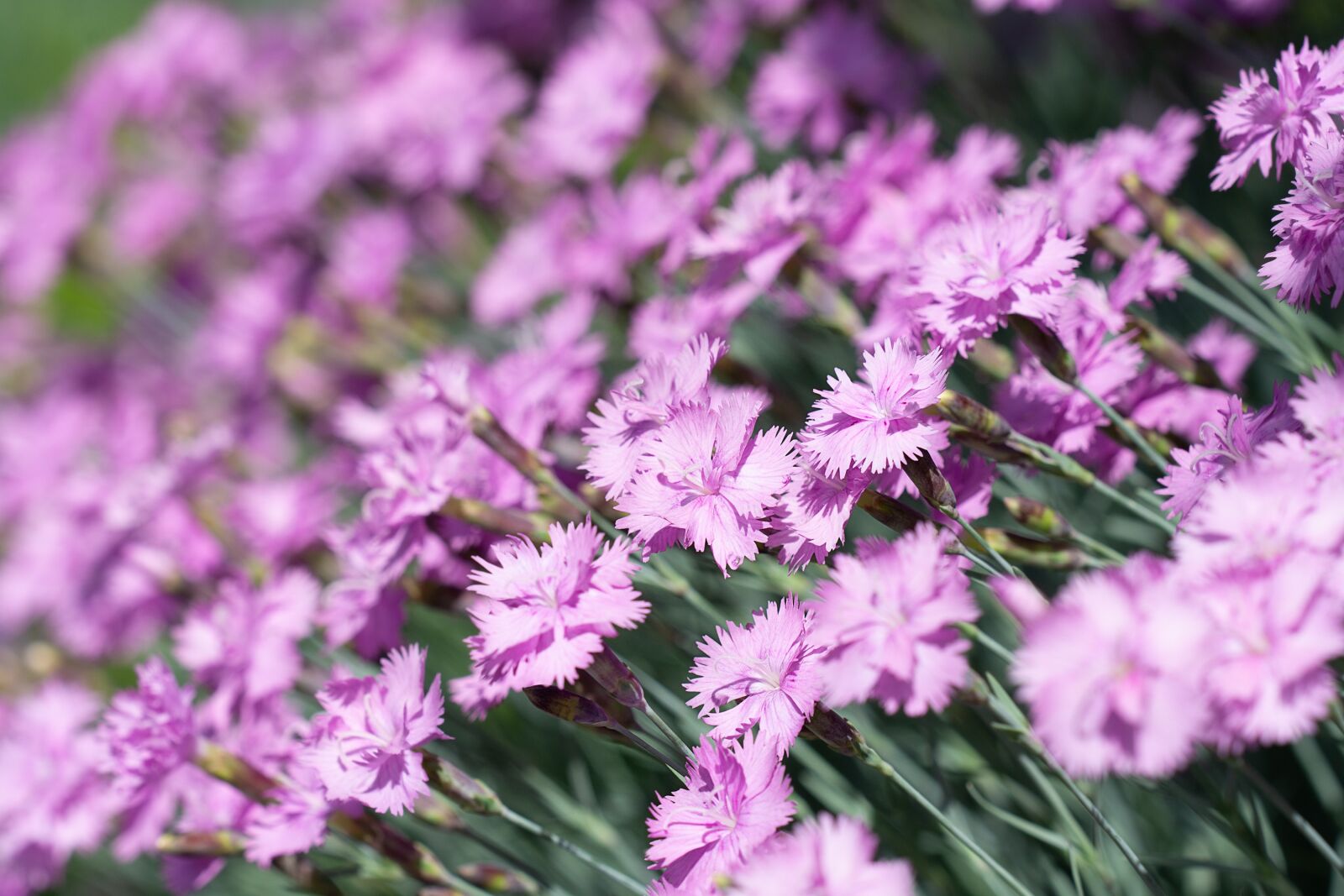 Nikon D7100 sample photo. Cloves, small cloves, pink photography