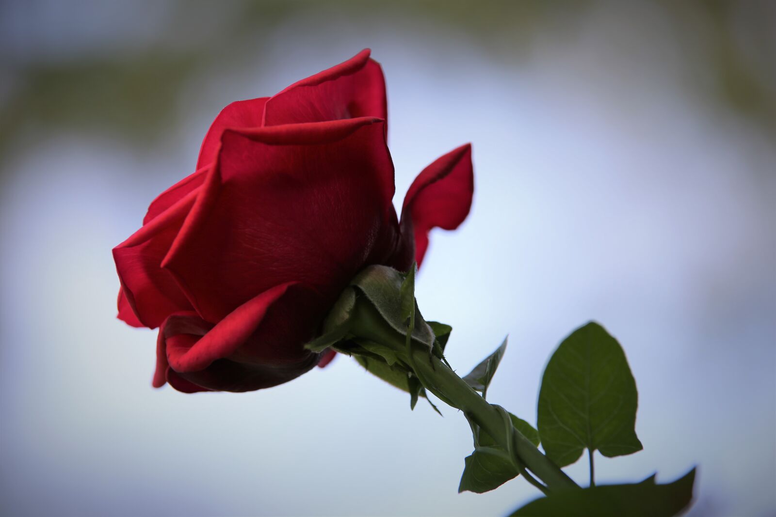 Canon EOS 6D sample photo. Red rose velvet, bloom photography