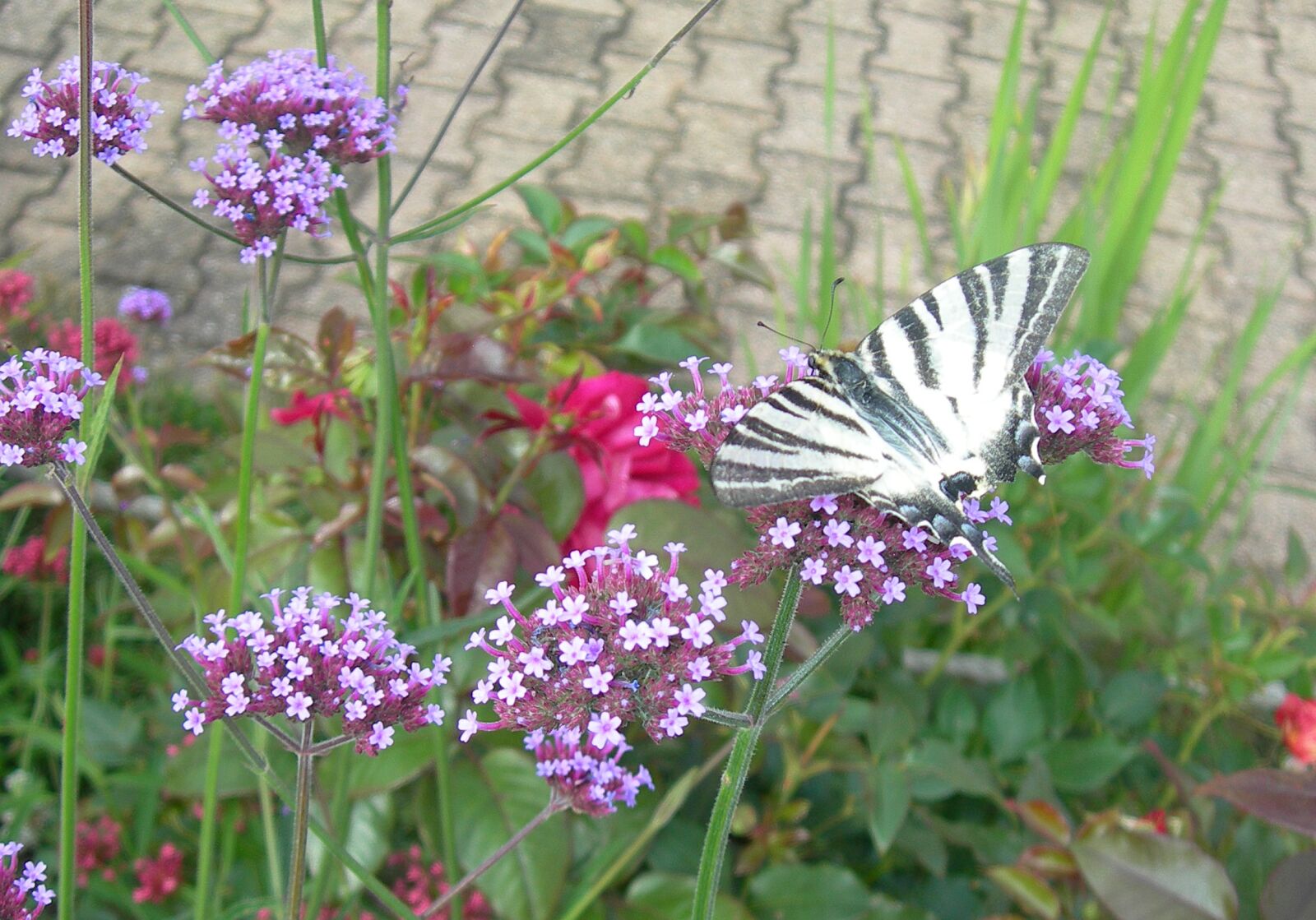 Nikon E7600 sample photo. Butterfly, garden visitor, insect photography
