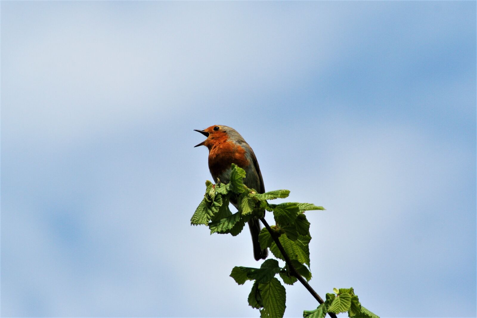Canon EOS 350D (EOS Digital Rebel XT / EOS Kiss Digital N) sample photo. Robin, bird, singing photography
