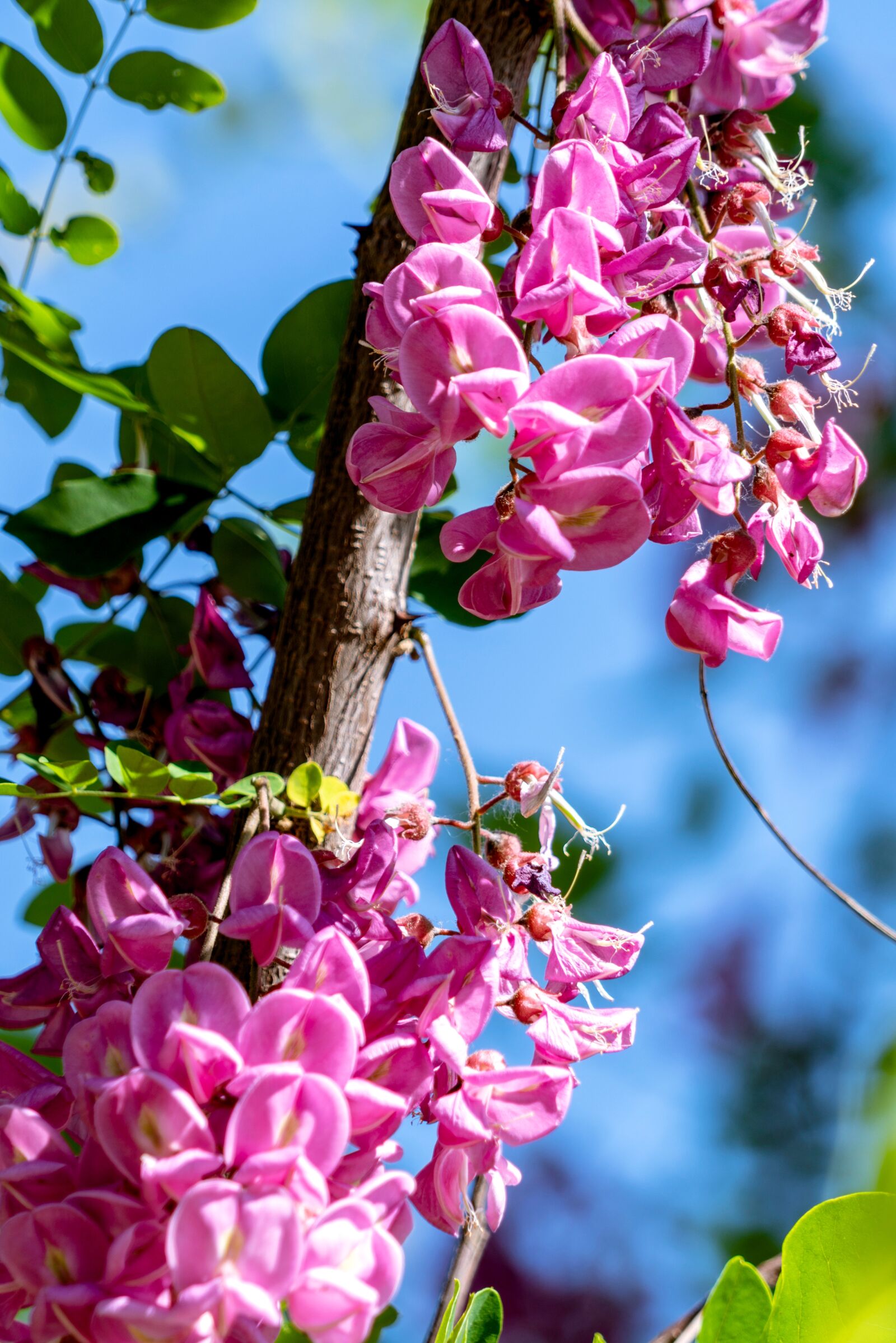 Sony a7R II + Sony FE 24-240mm F3.5-6.3 OSS sample photo. Early summer, locust photography