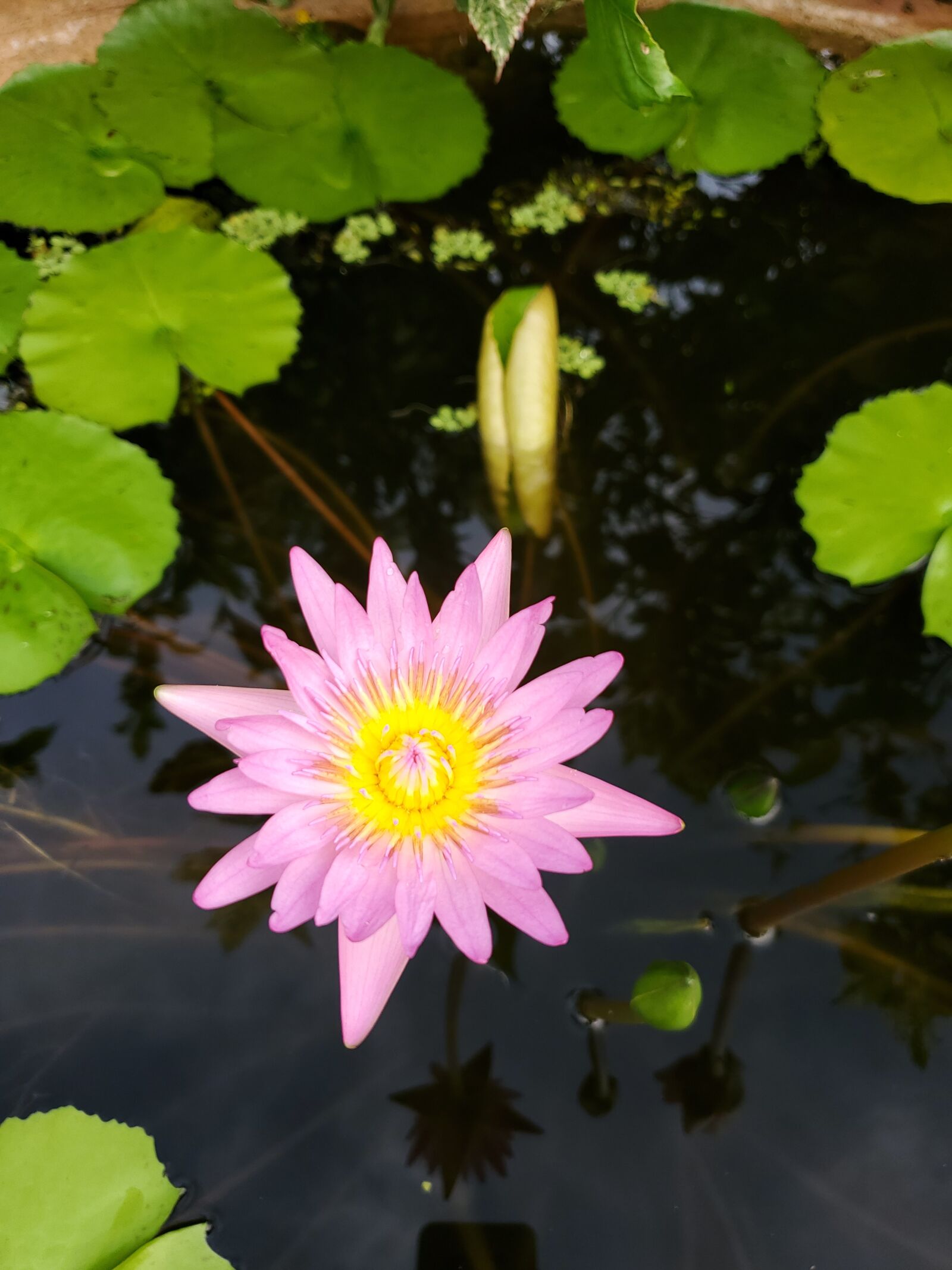 Samsung Galaxy S10+ sample photo. Lily pad, flower, pond photography