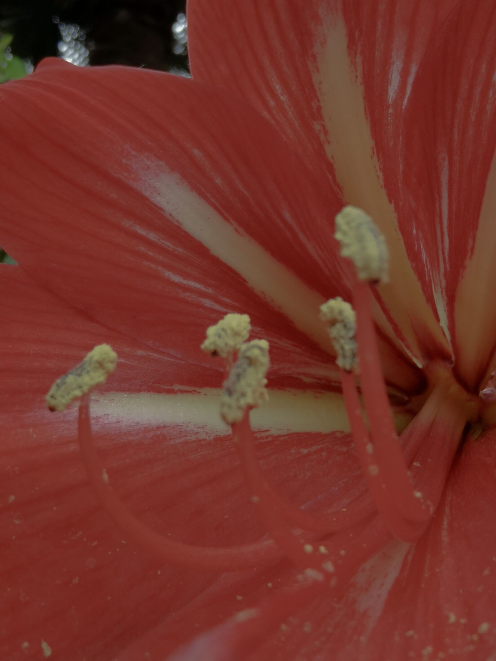 HUAWEI P30 sample photo. Plant, flower, red photography