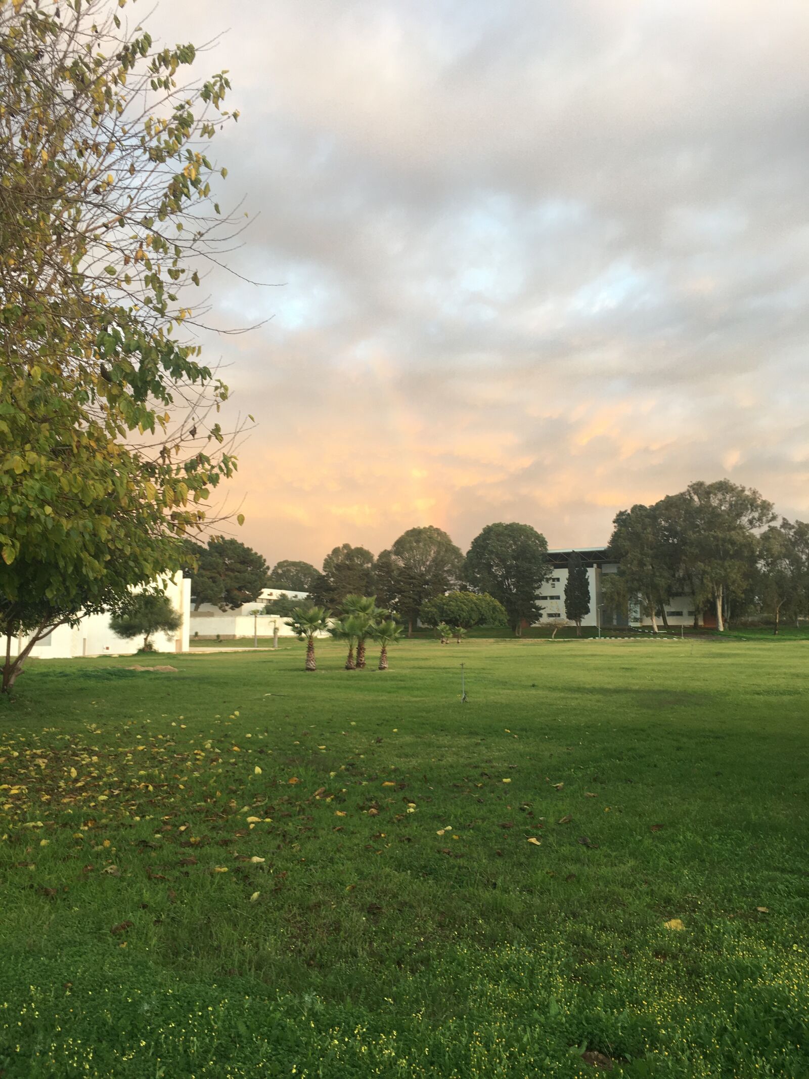 iPhone 6s back camera 4.15mm f/2.2 sample photo. Green area, blue sky photography
