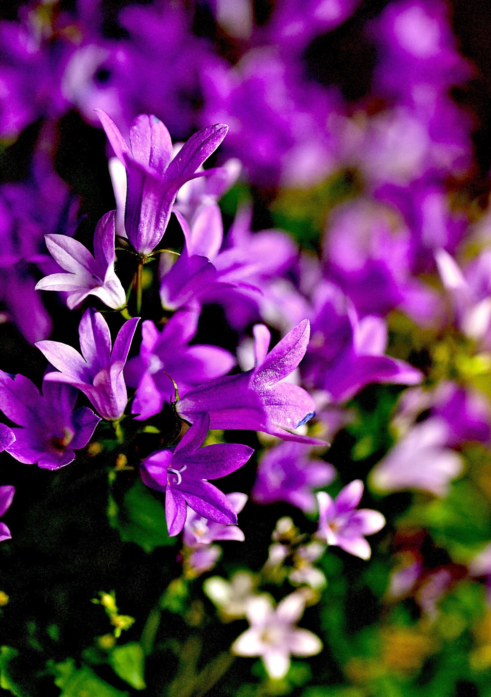 Canon EOS 5D Mark II sample photo. Flowers, small flowers, blue photography