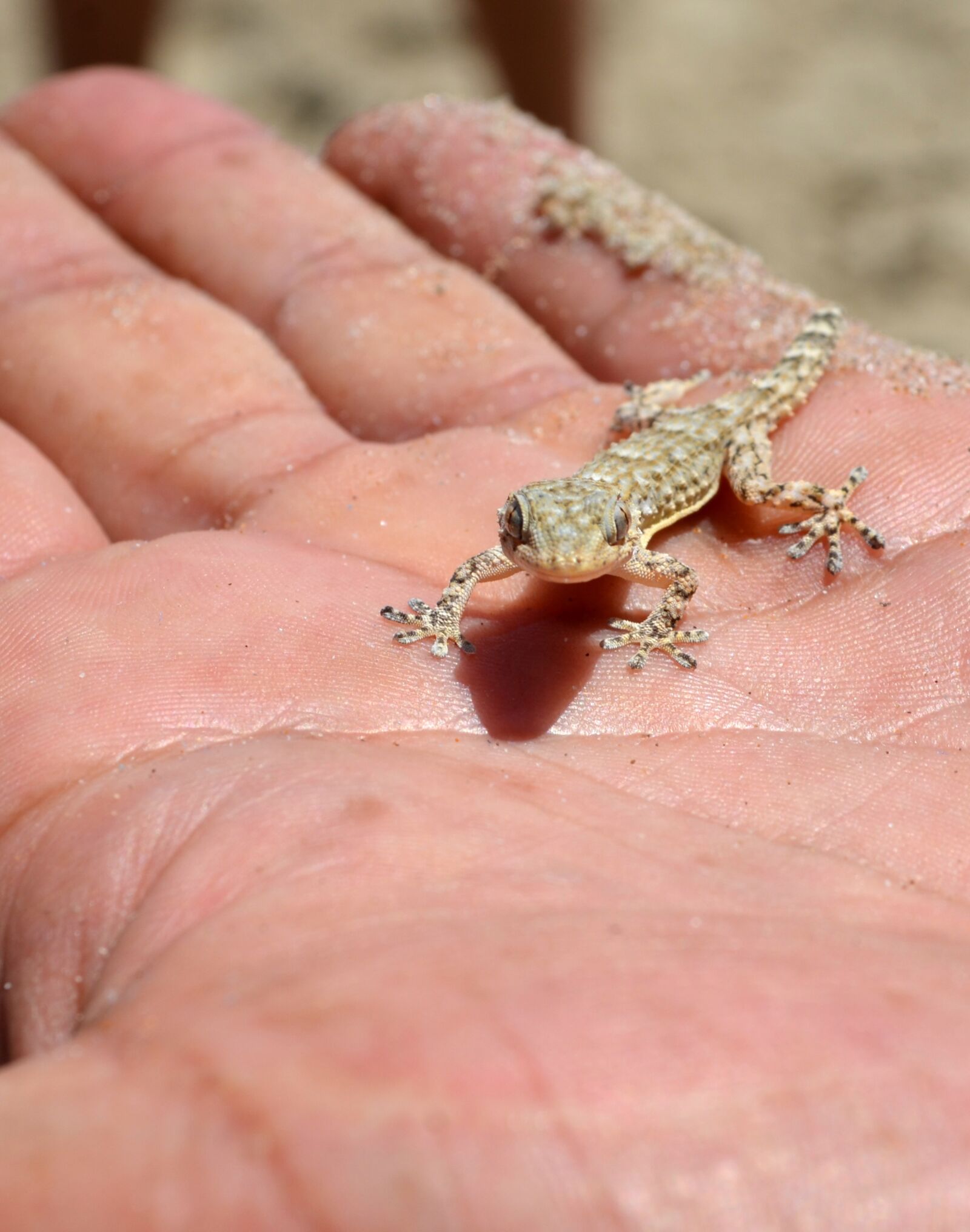 Nikon D7000 sample photo. Geko, lizard, hand photography