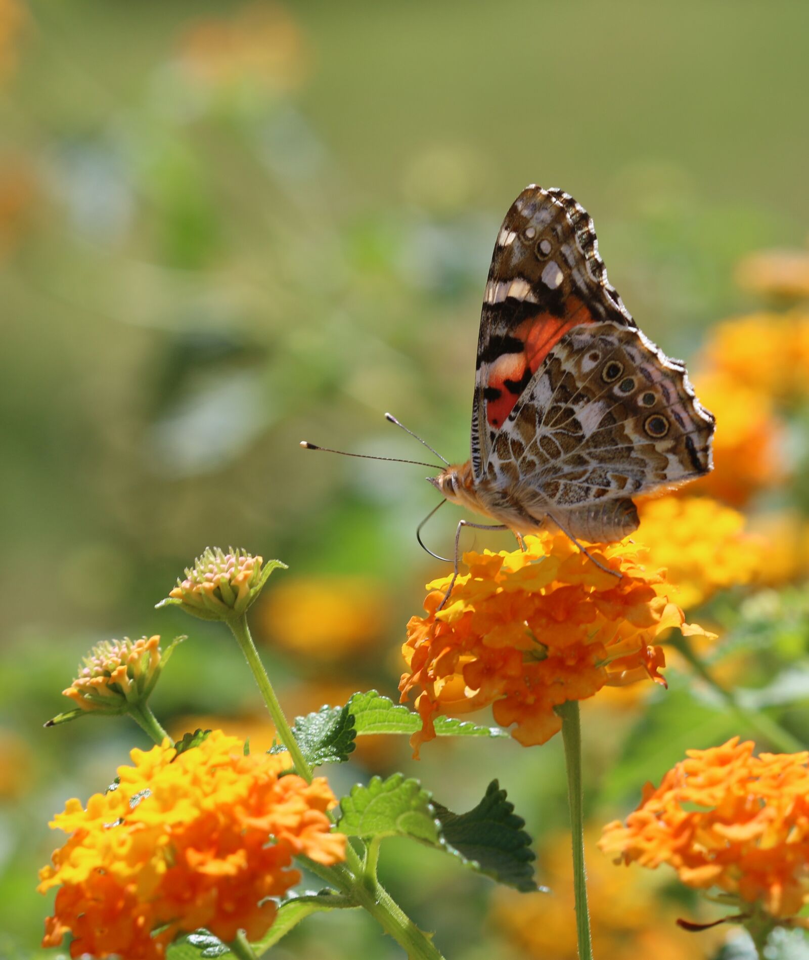 Canon EOS 70D + Canon EF 100mm F2.8 Macro USM sample photo. Butterfly, macro, close photography