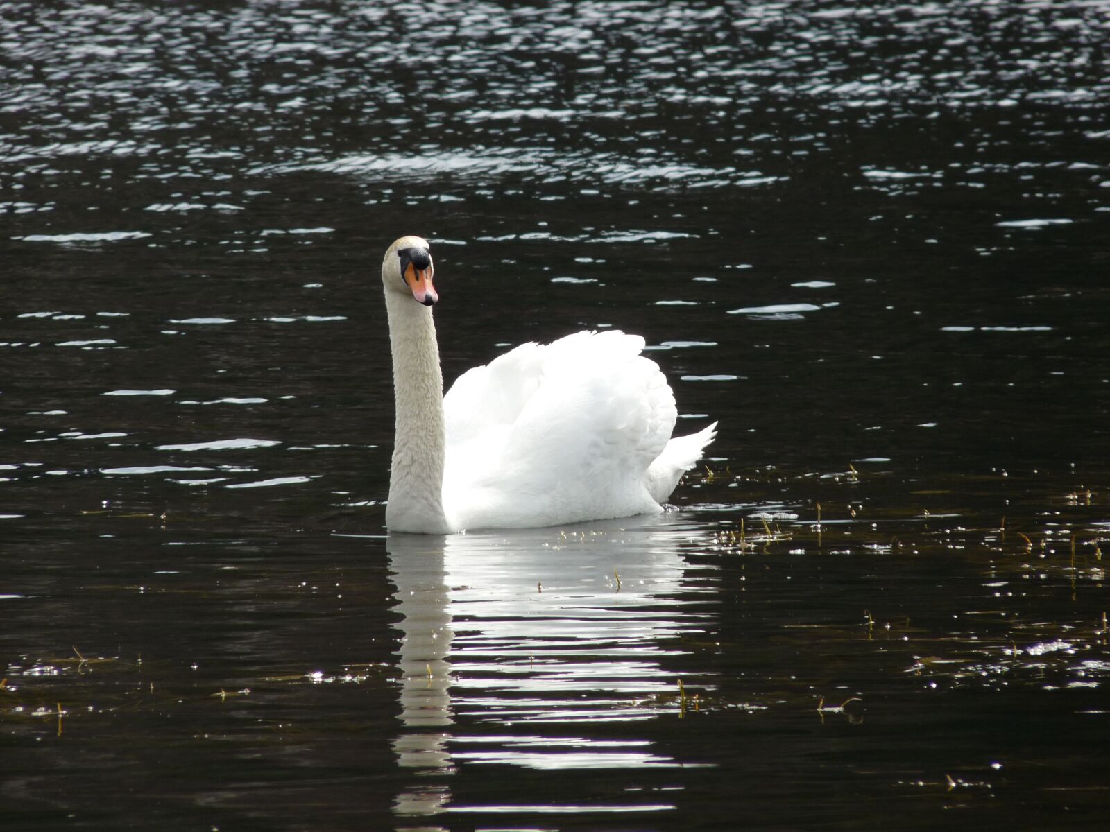 Panasonic Lumix DMC-FZ28 sample photo. Swan, animal, bird photography