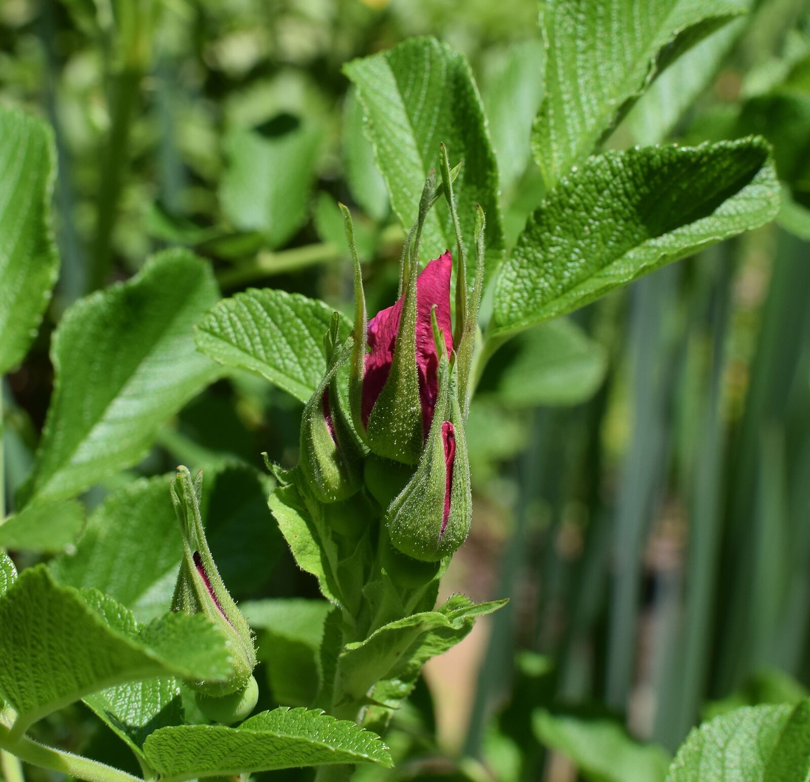 Nikon D3300 sample photo. Rose, buds, rugosa rose photography