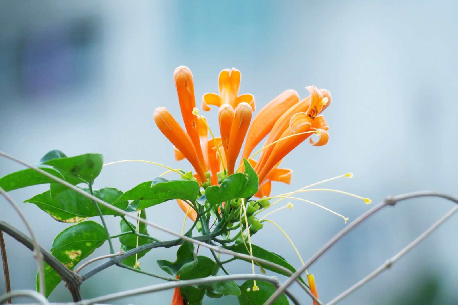 Canon PowerShot G3 X sample photo. Firecracker flower, nature, plant photography