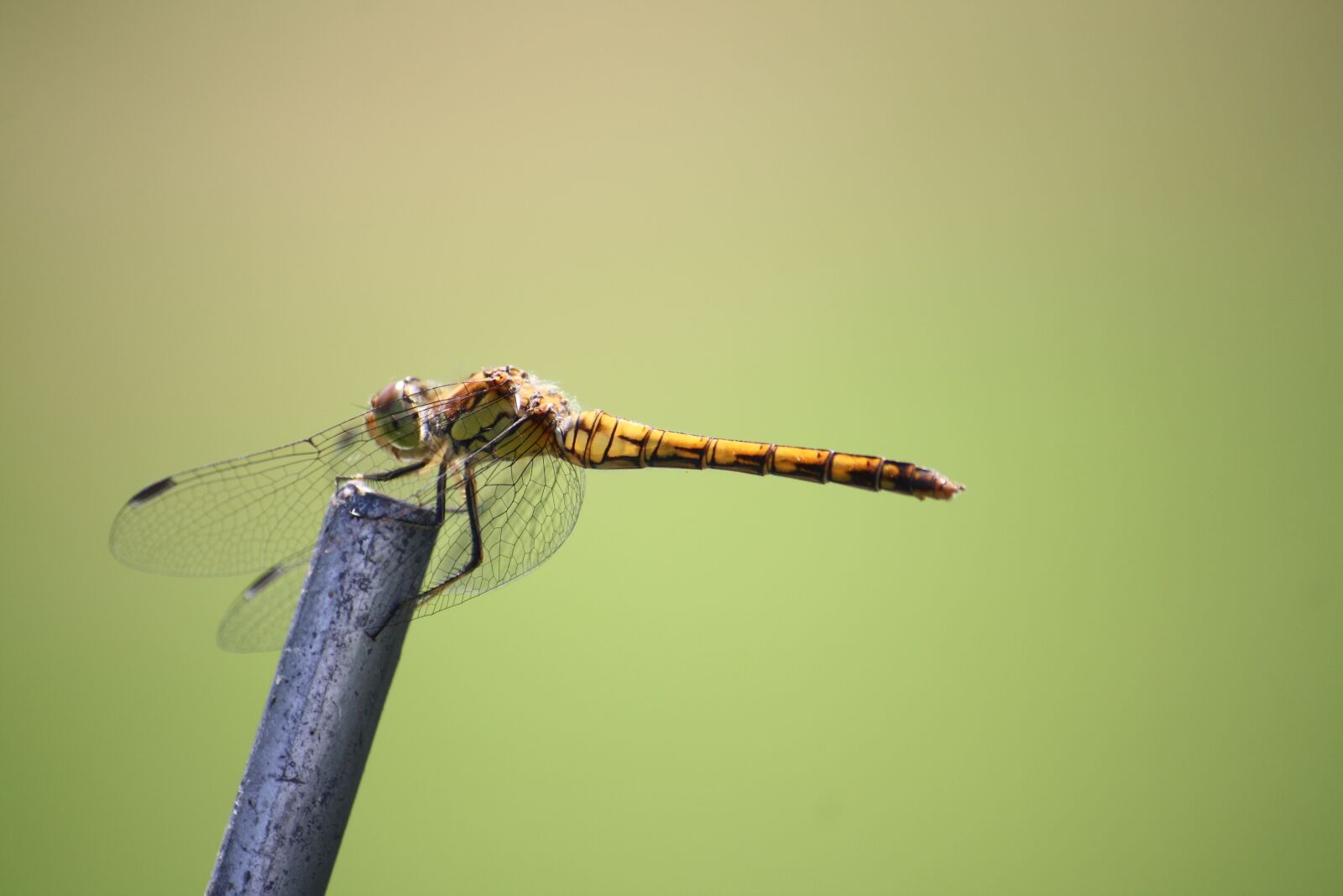 Canon EOS 450D (EOS Rebel XSi / EOS Kiss X2) sample photo. Dragonfly, insect, close up photography