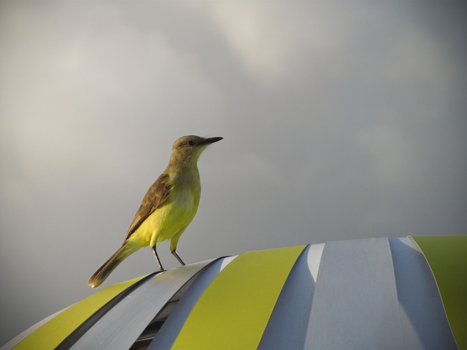 Canon PowerShot SX150 IS sample photo. Nature, sky, bird, water photography