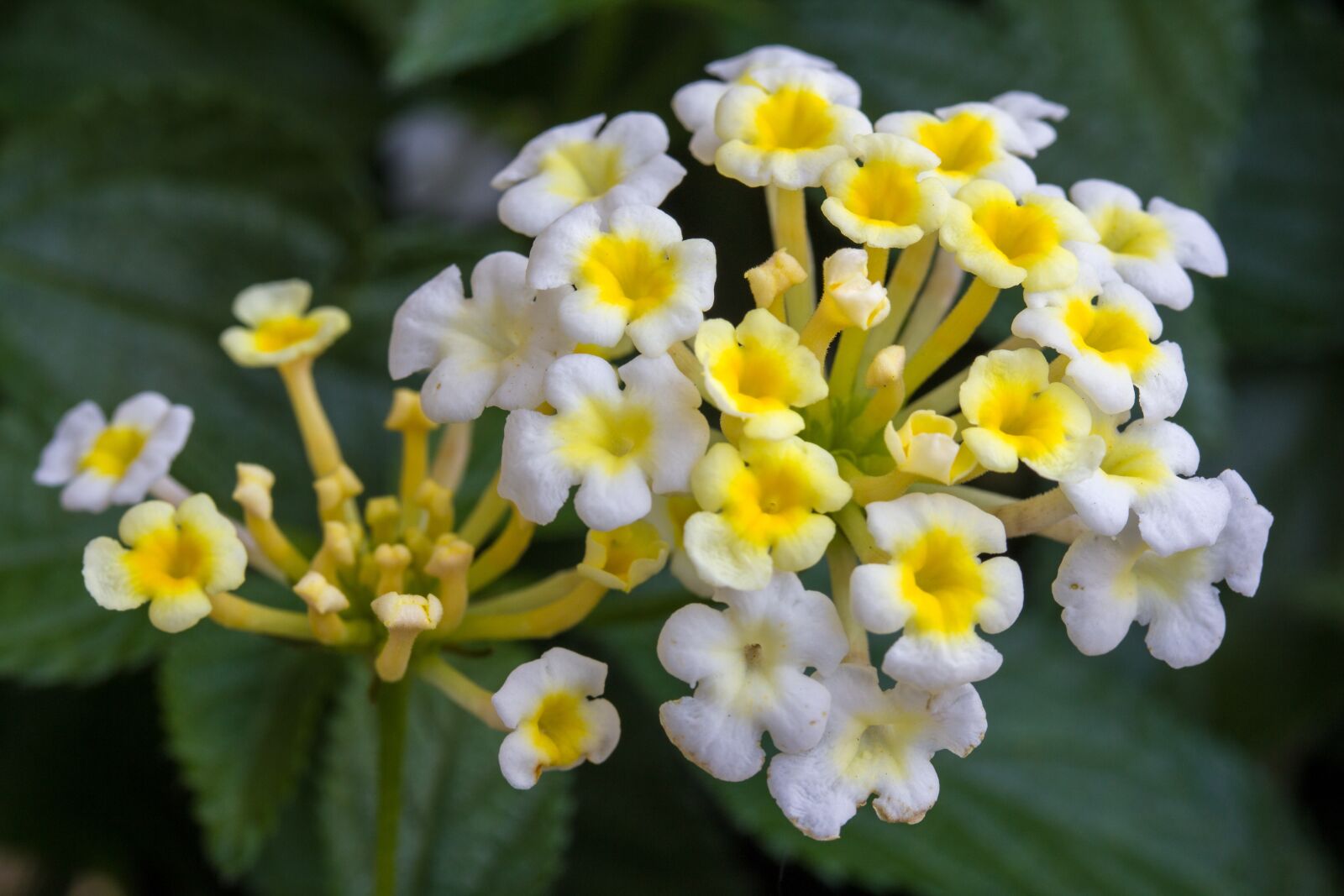 Canon EF-S 60mm F2.8 Macro USM sample photo. Flowers, close up, blossom photography
