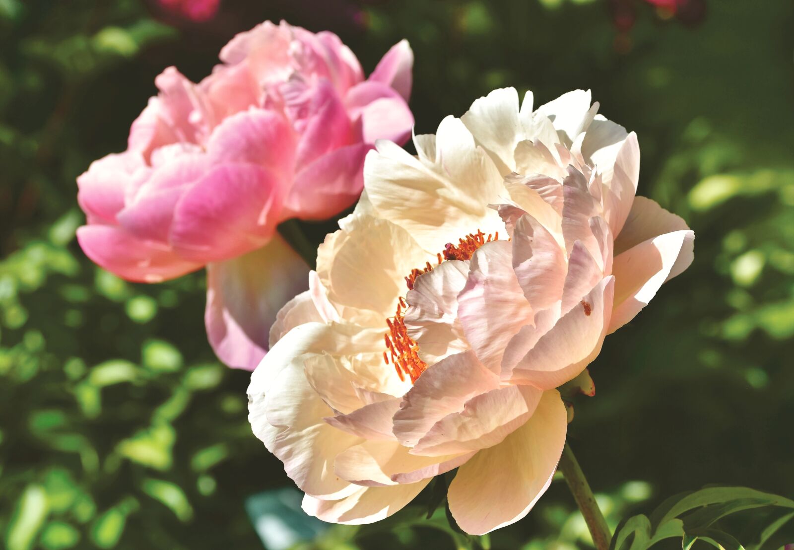 Nikon D7200 sample photo. Peony, rose, bud photography