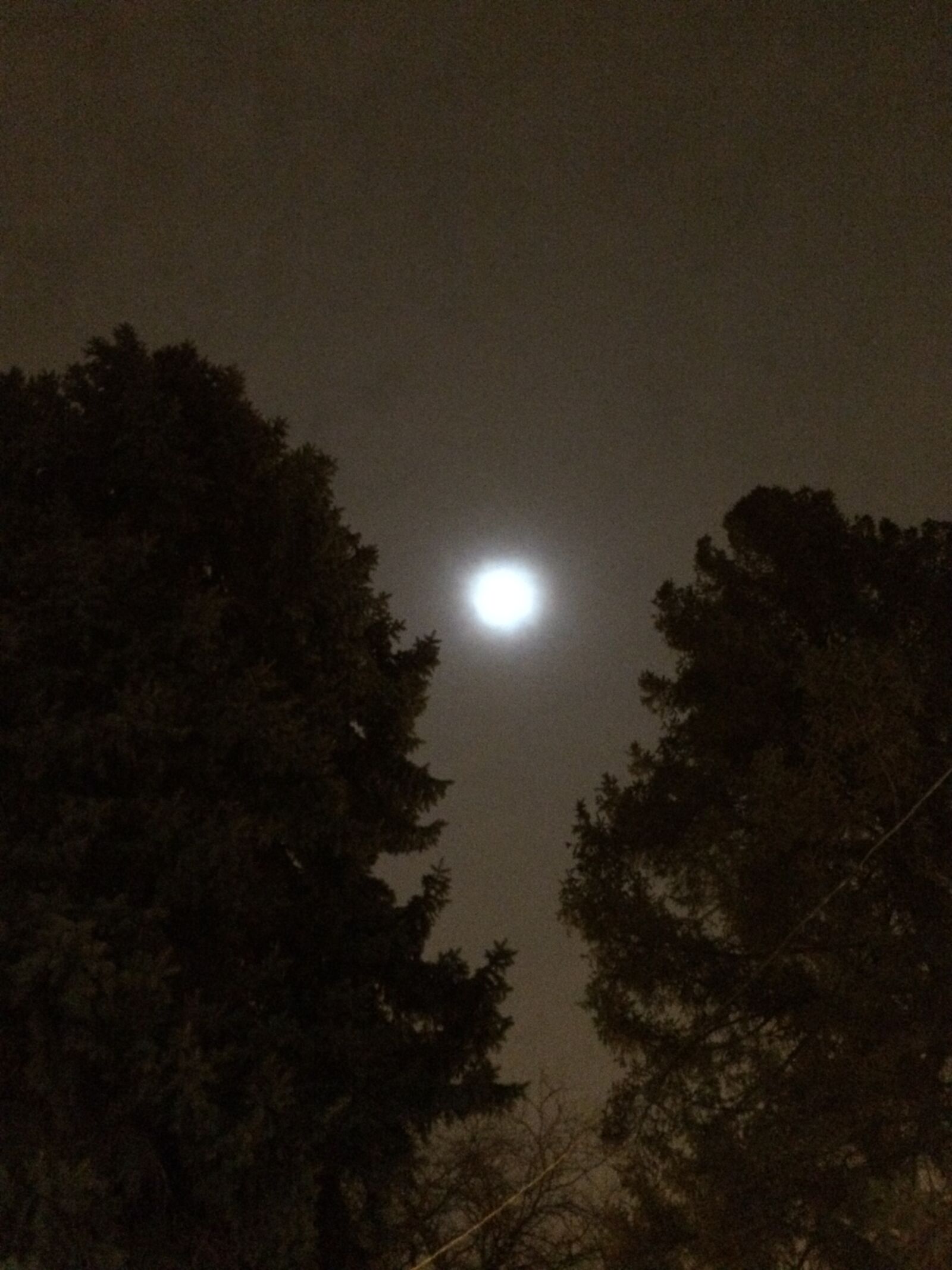 iPhone 5s back camera 4.15mm f/2.2 sample photo. Moon, in, the, pines photography