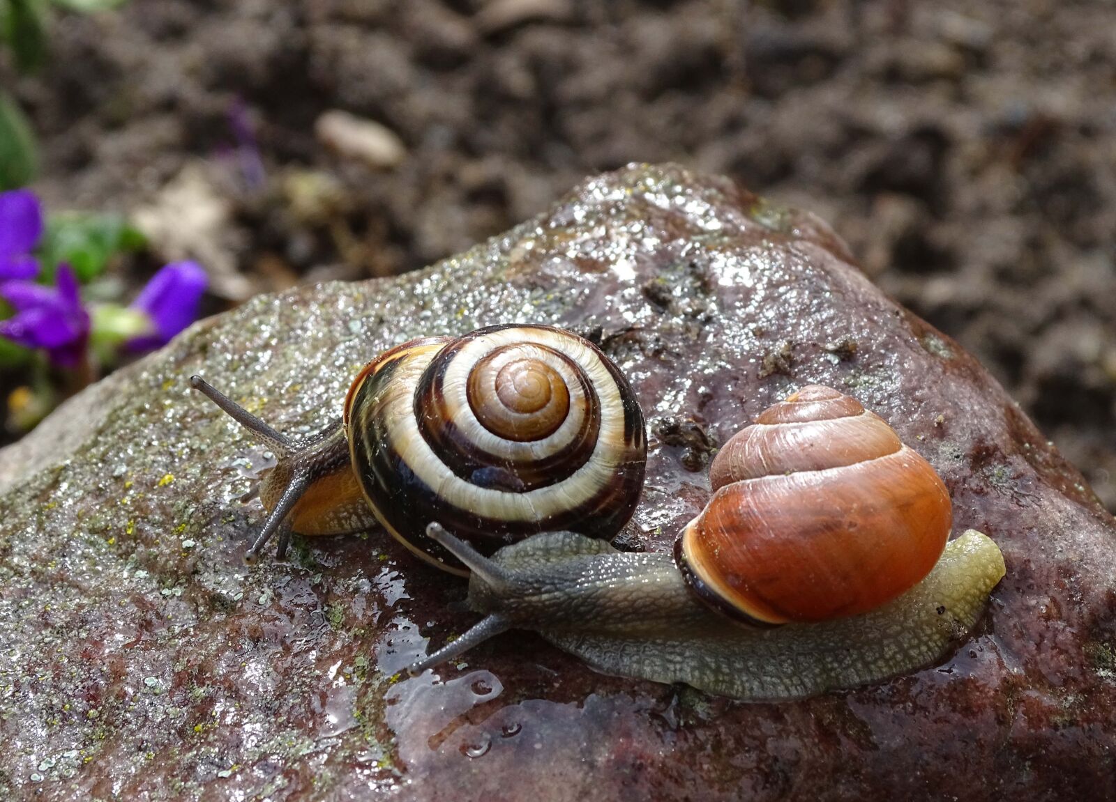 Sony Cyber-shot DSC-HX400V sample photo. Snail, shell, garden snail photography