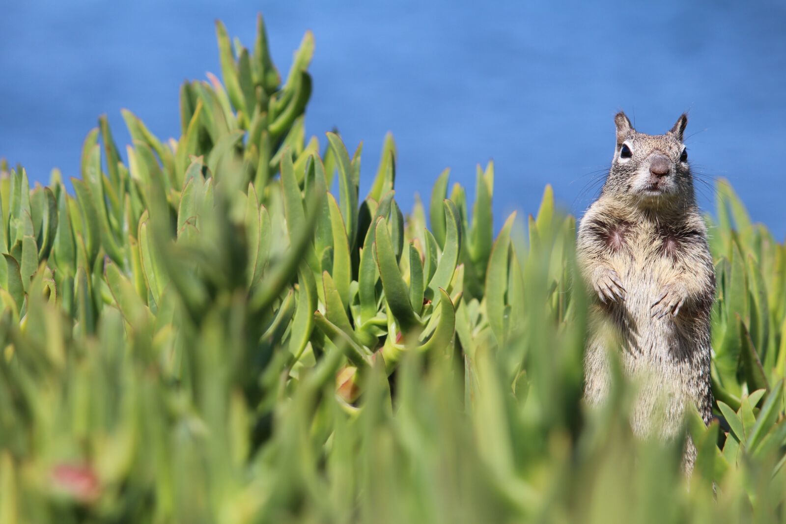 Canon EOS 700D (EOS Rebel T5i / EOS Kiss X7i) sample photo. Squirrel, nature, animal photography