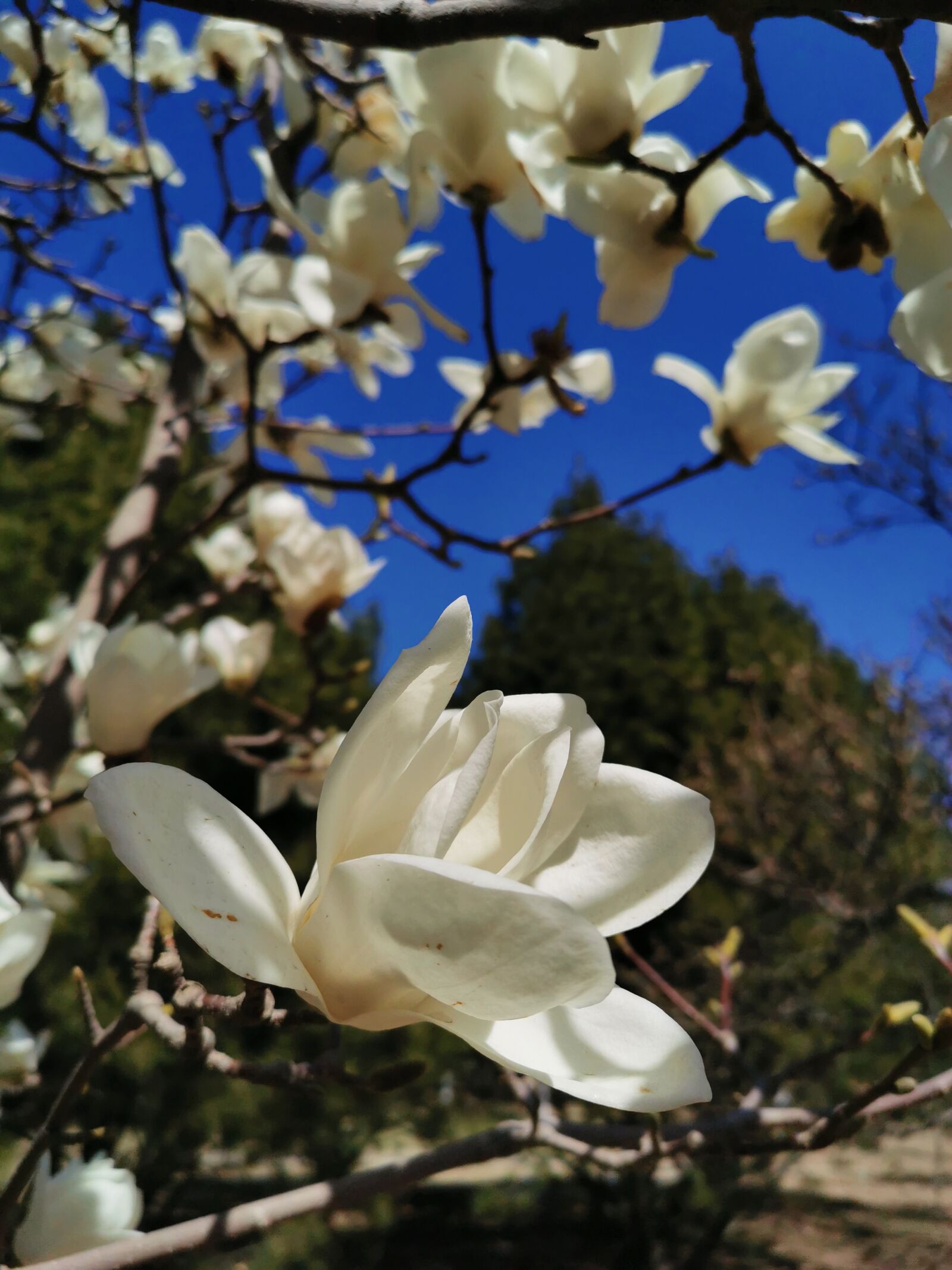 HUAWEI P30 sample photo. Magnolia, white, flower photography