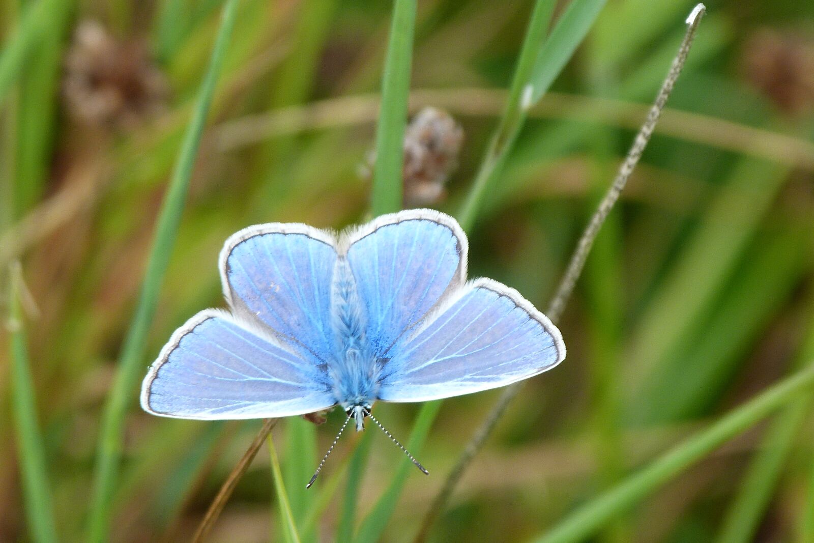 Panasonic Lumix DMC-FZ40 (Lumix DMC-FZ45) sample photo. Butterfly, blue, insect photography