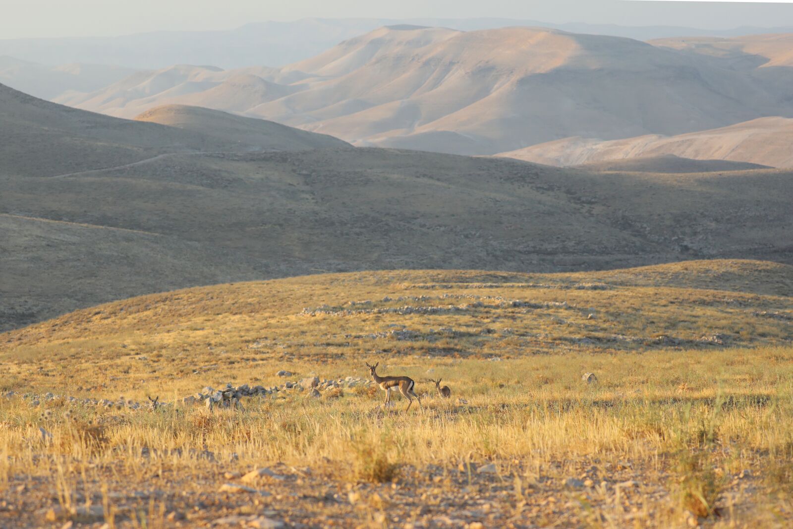 Canon EOS 5D Mark IV sample photo. Antelope, animals, safari photography